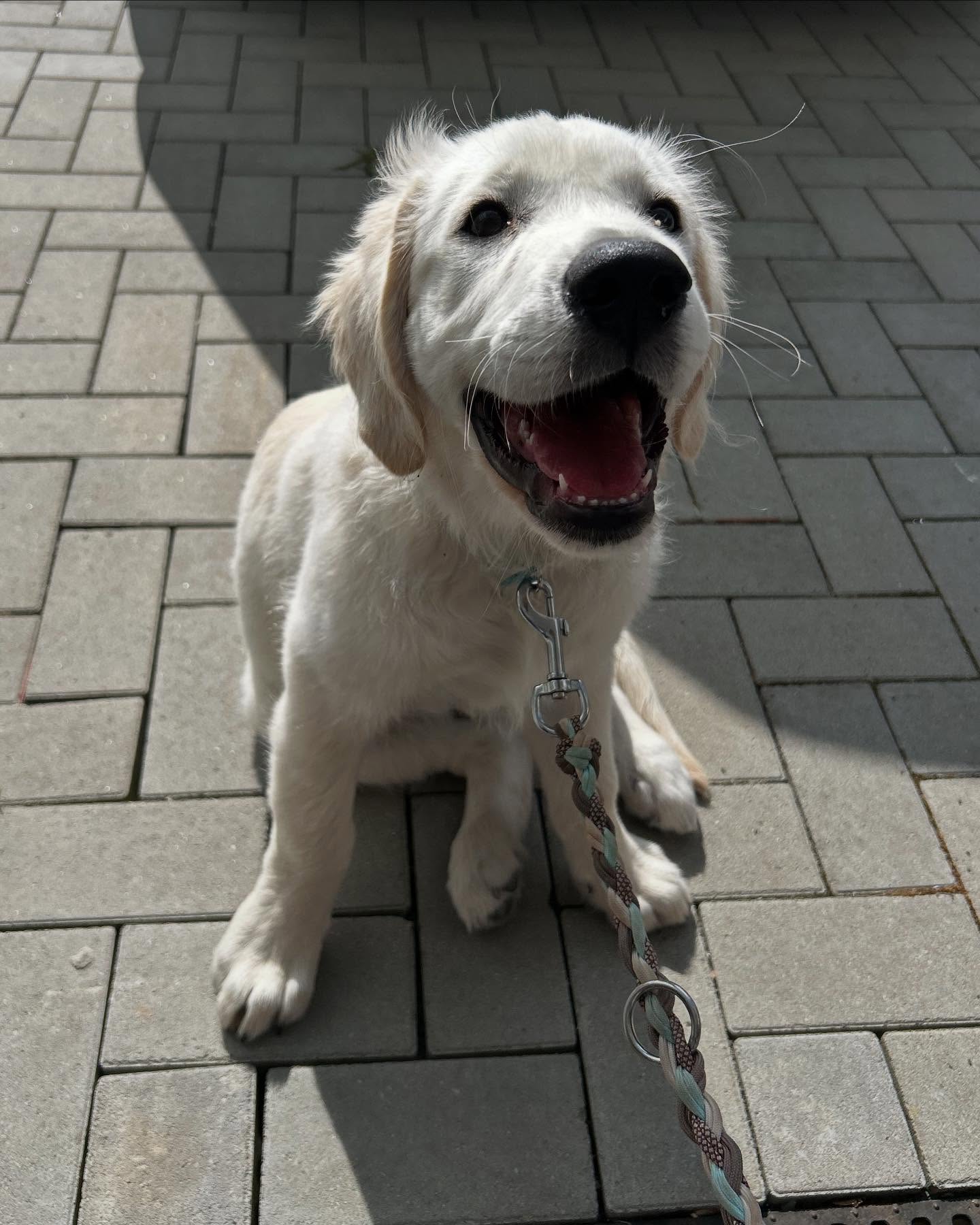 Happy Golden Retriever Puppy