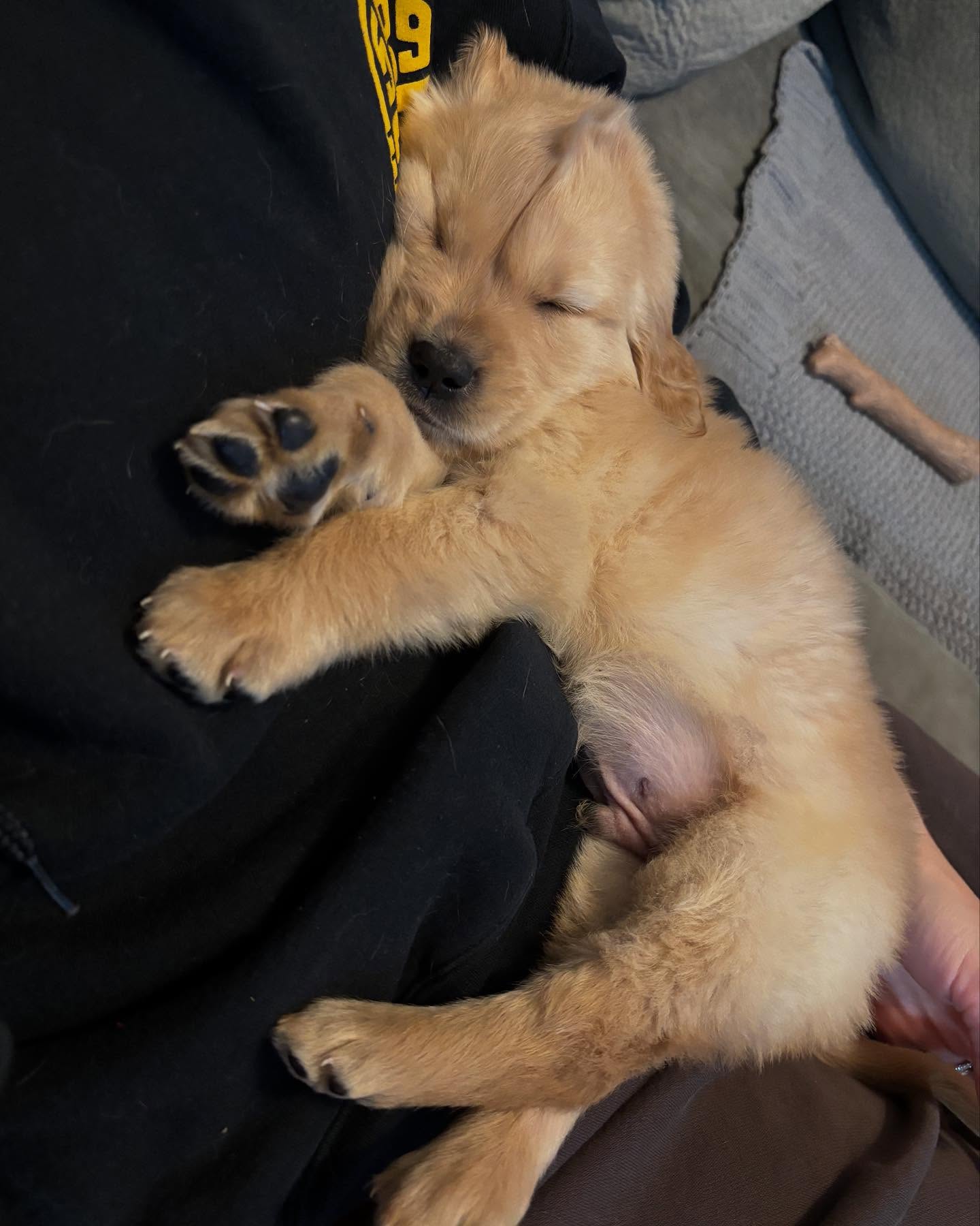 Sleeping Golden Retriever Puppy