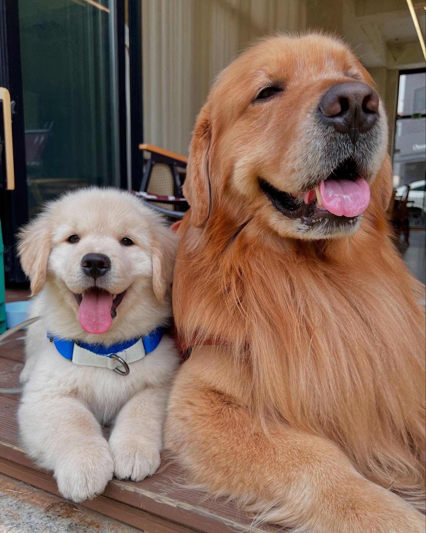 Two Golden Retrievers Resting Together