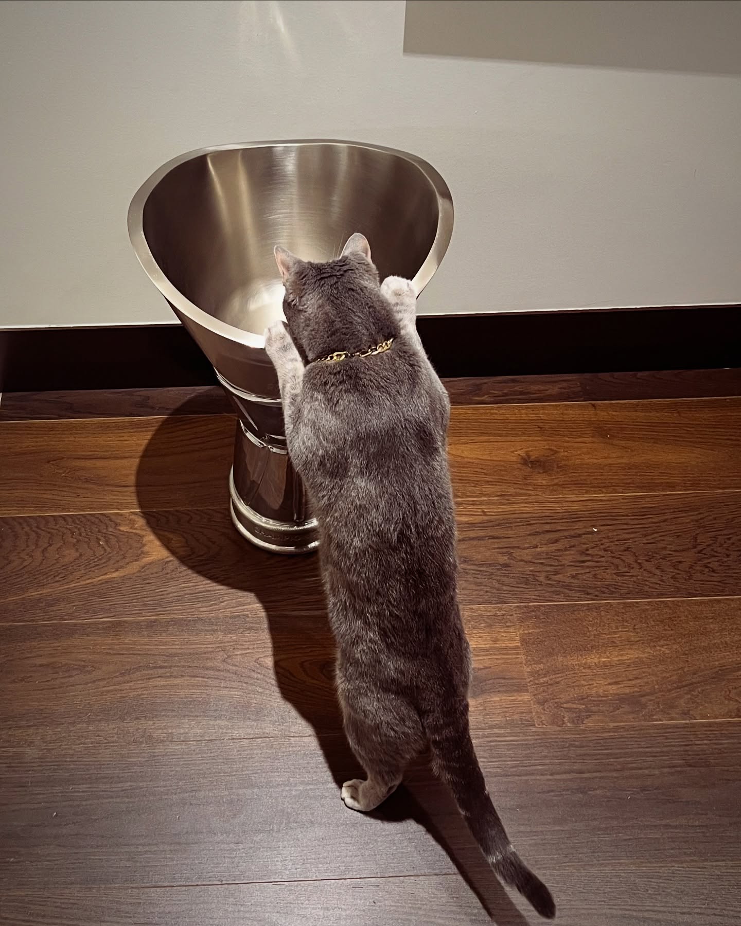 Gray Cat Investigating Public Urinal