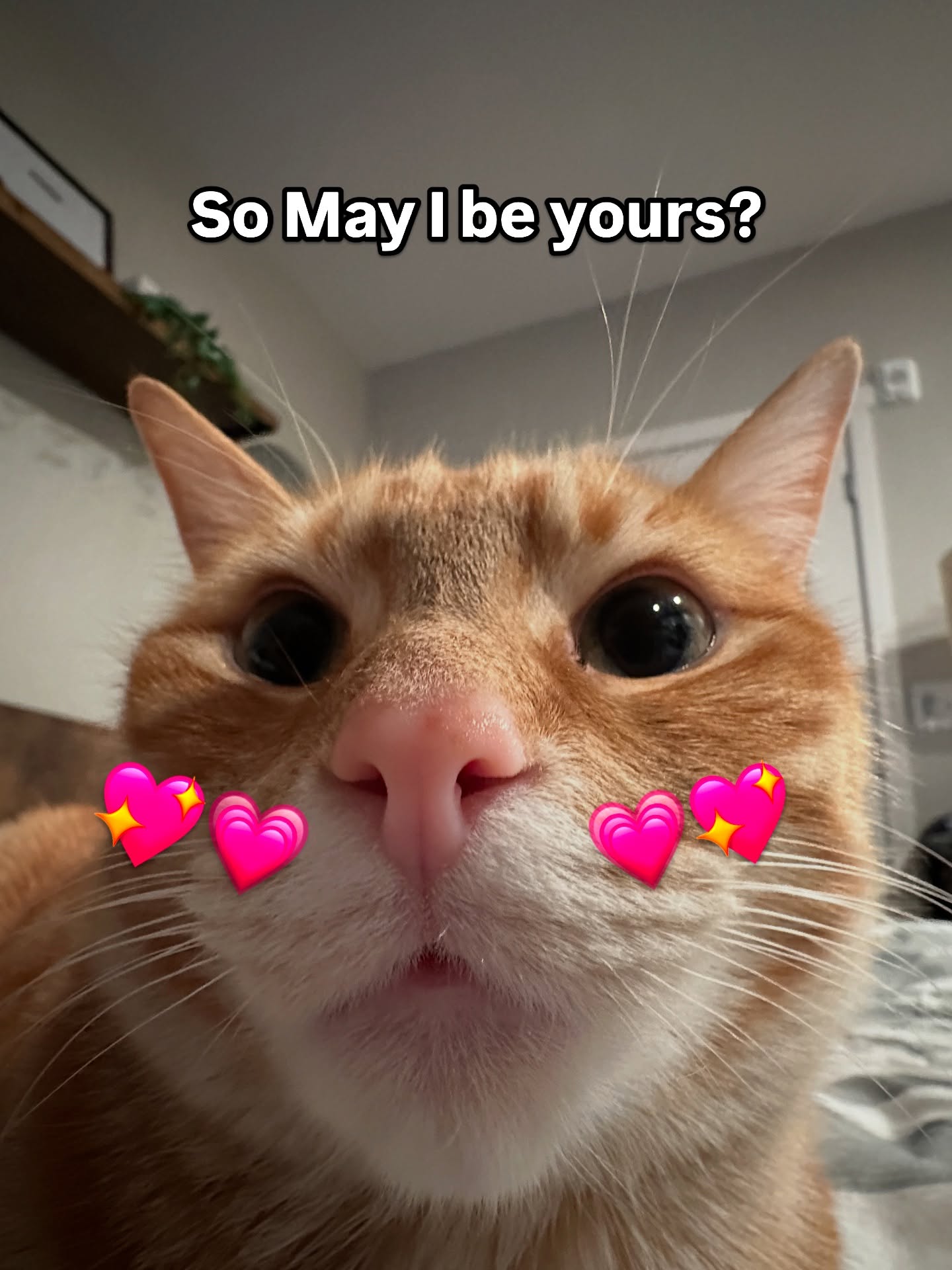 Cute Ginger Cat Love Meme