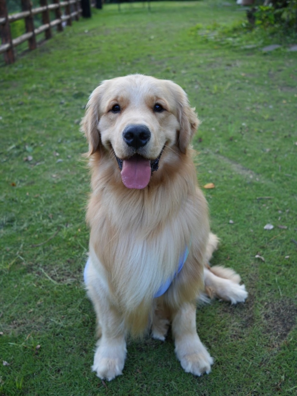 Golden Retriever Sitting on Grass