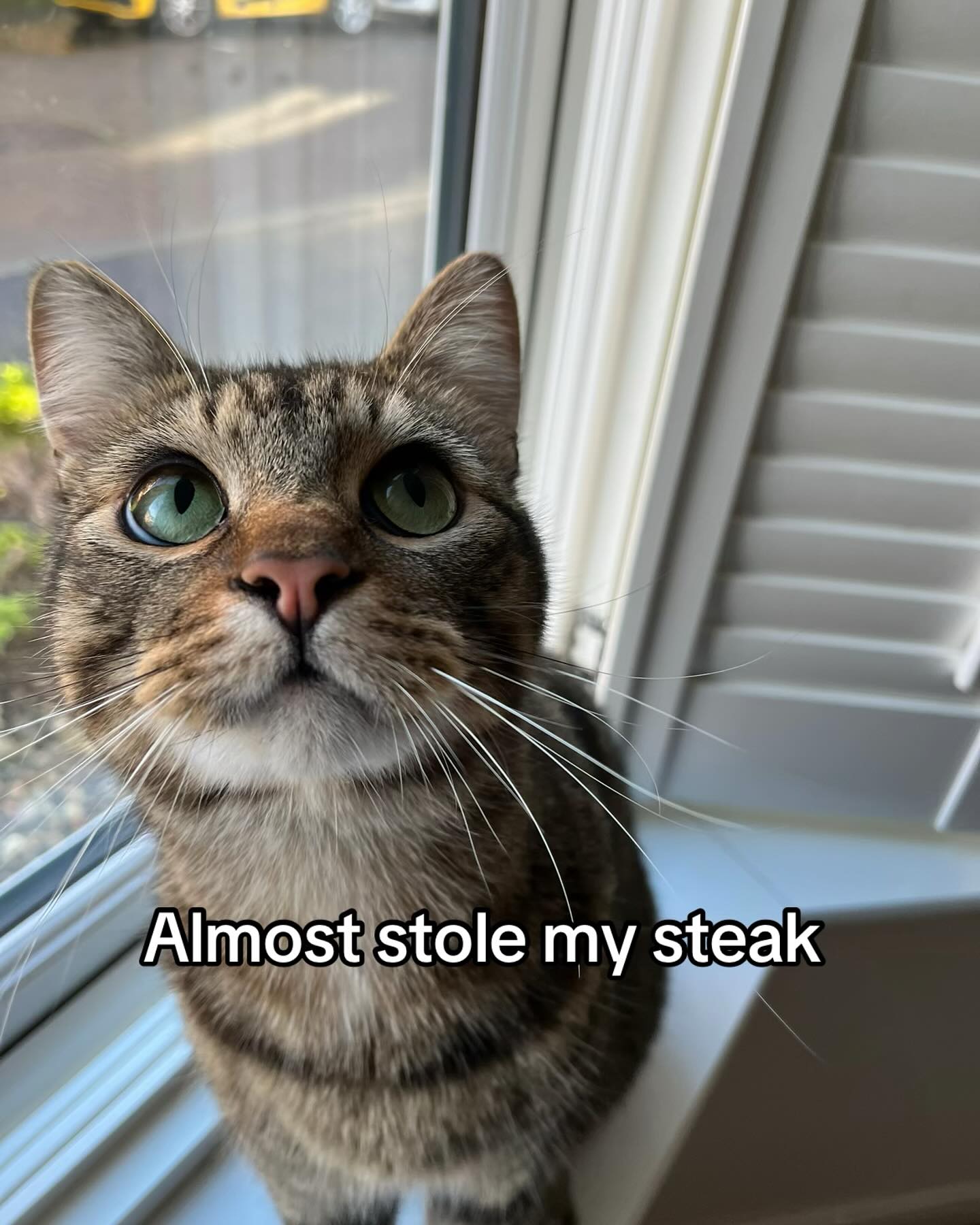 Tabby Cat That Almost Stole Steak