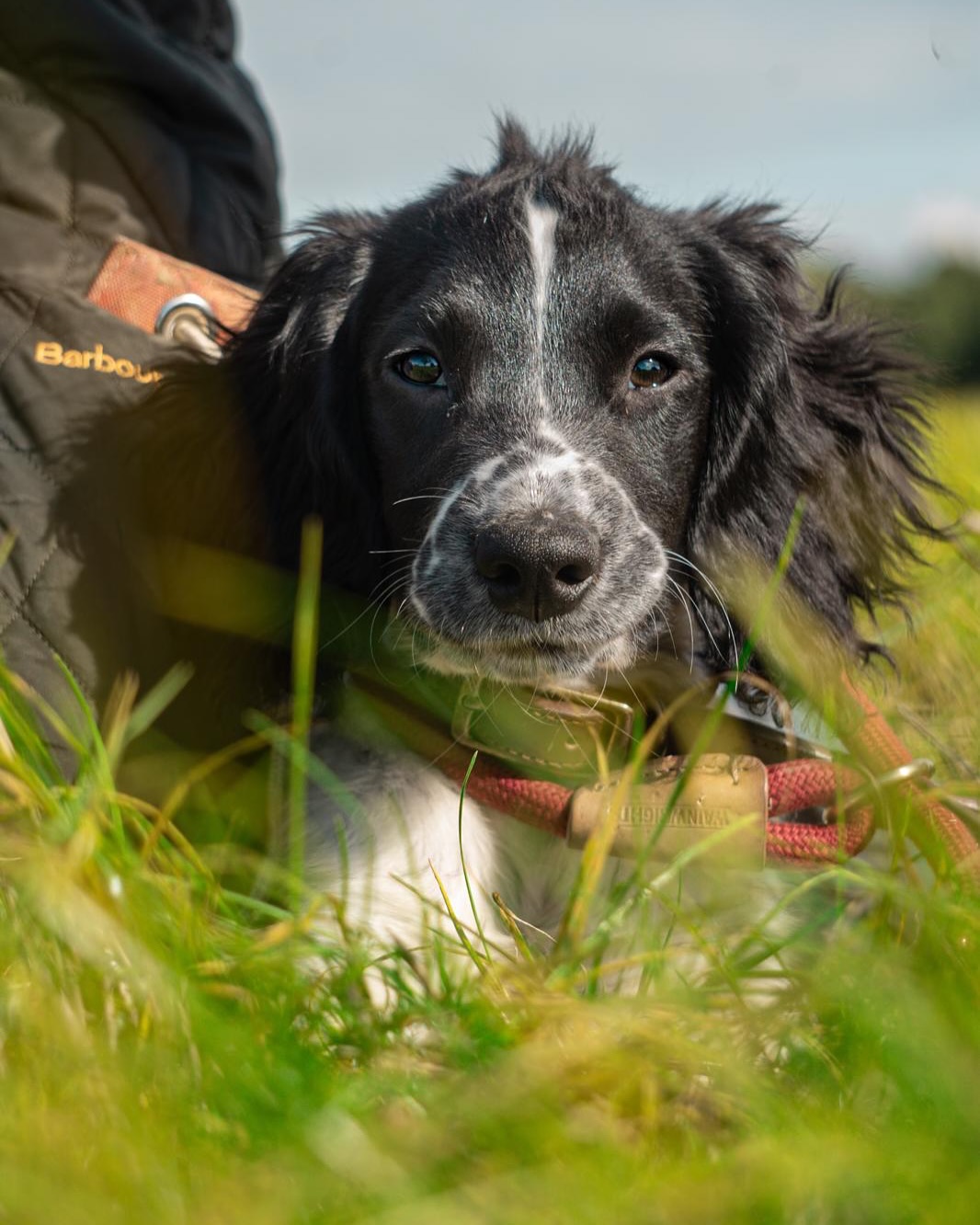 Black and White Spaniel Resting in Grass