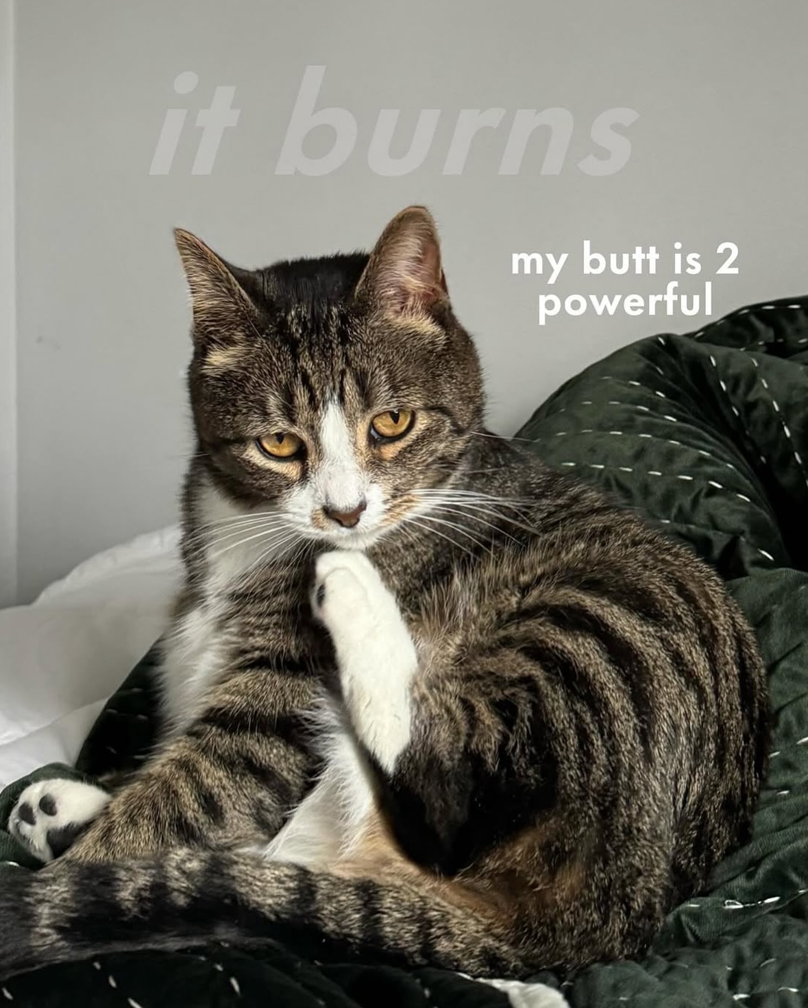 Funny Tabby Cat Meme