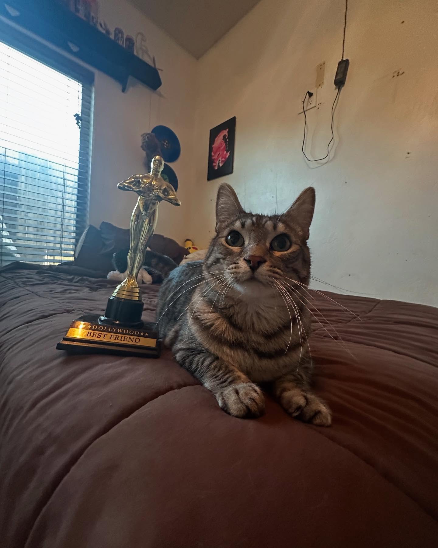 Tabby Cat With Best Friend Trophy
