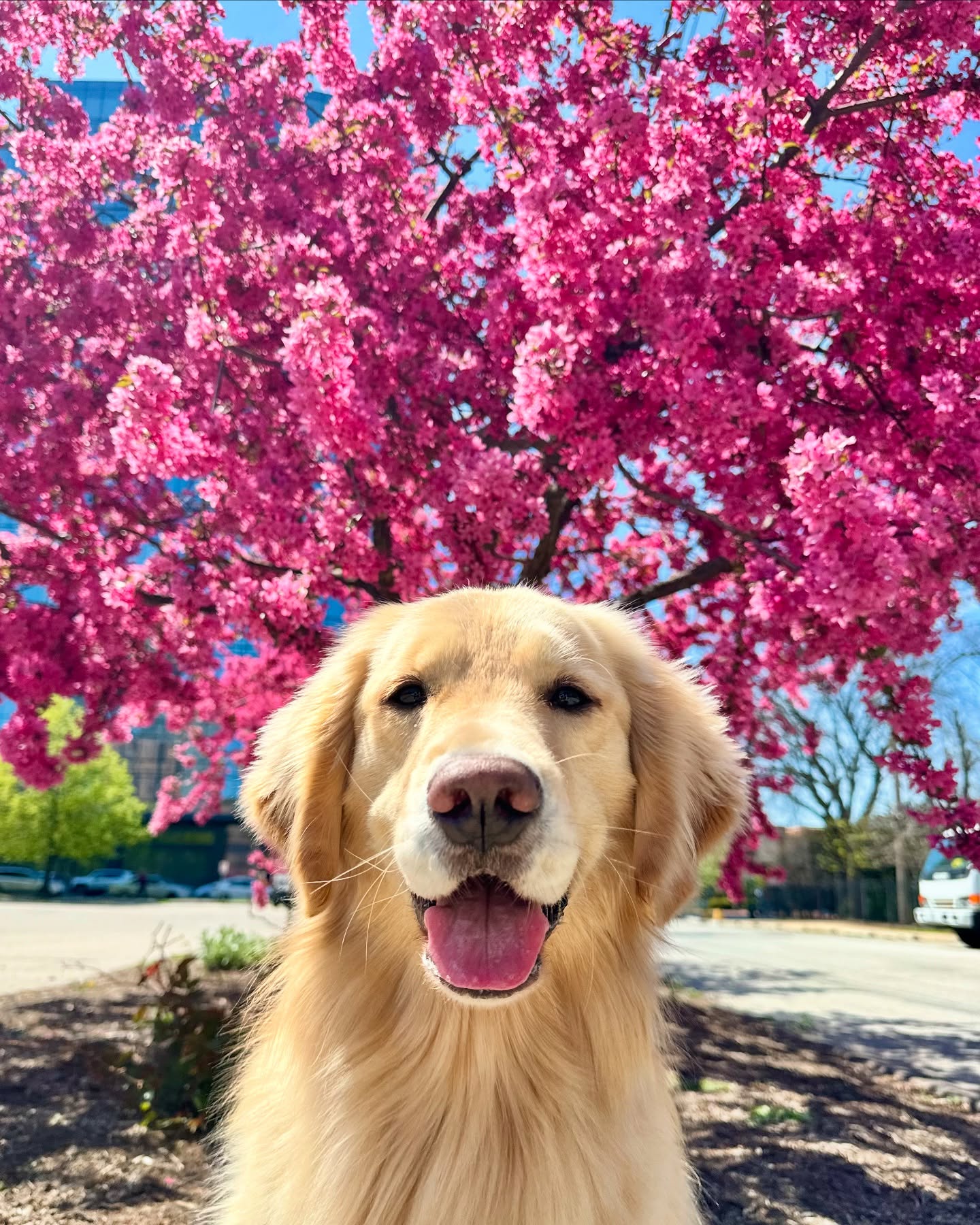 Golden Retriever Under Pink Cherry Blossoms