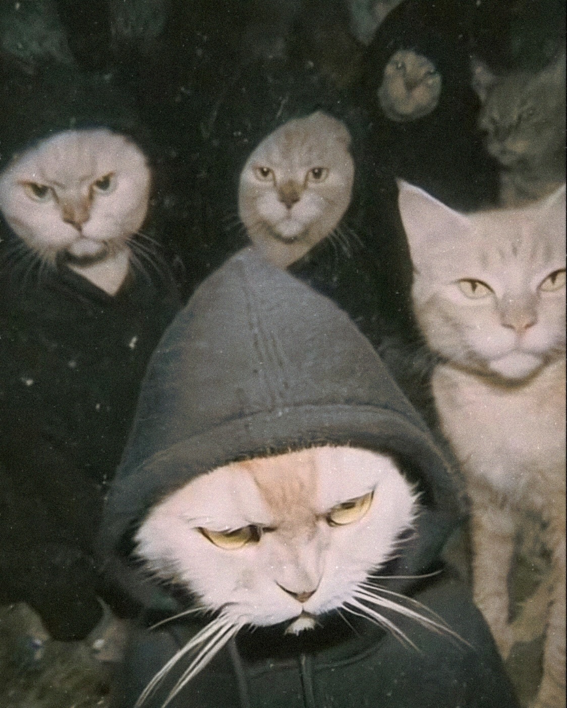 Gang of Hooded Cats