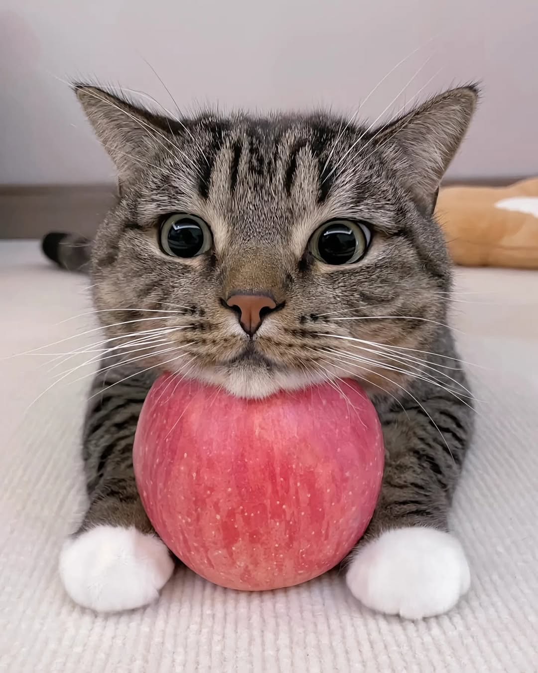 Tabby Cat Resting Chin on Apple