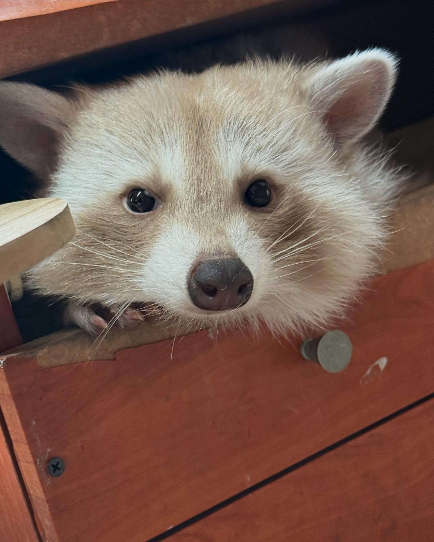 Pale Raccoon Peeking From Drawer