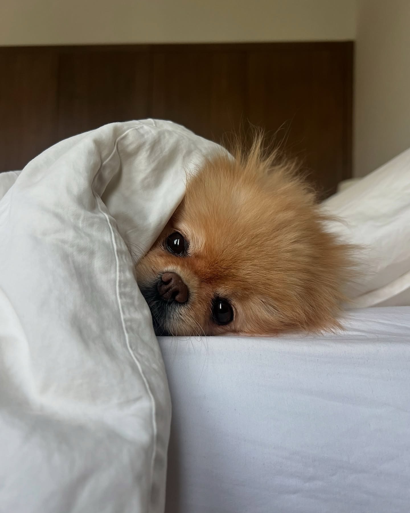 Image 7187 — Pets