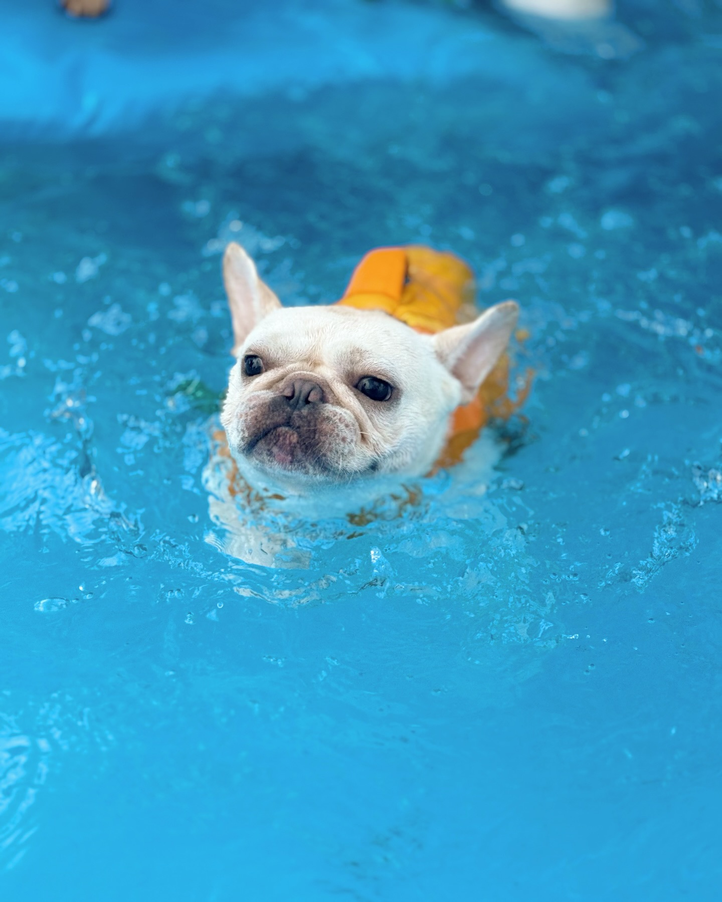 French Bulldog Swimming in Pool