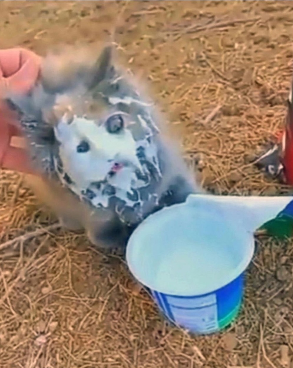 Kitten Covered In Yogurt