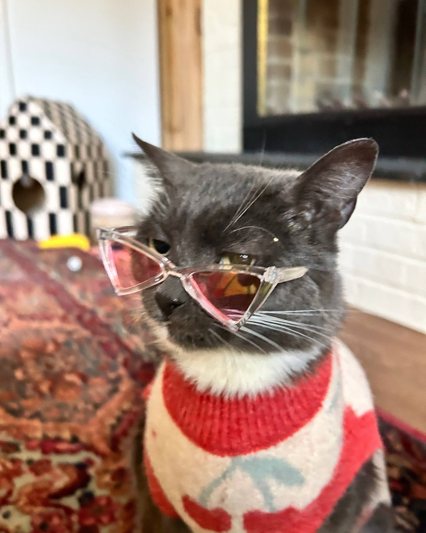 Gray Cat Wearing Sweater and Glasses