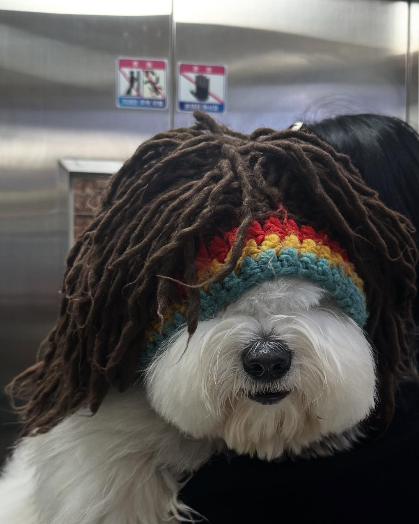 Dog Wearing Dreadlocks Wig Hat