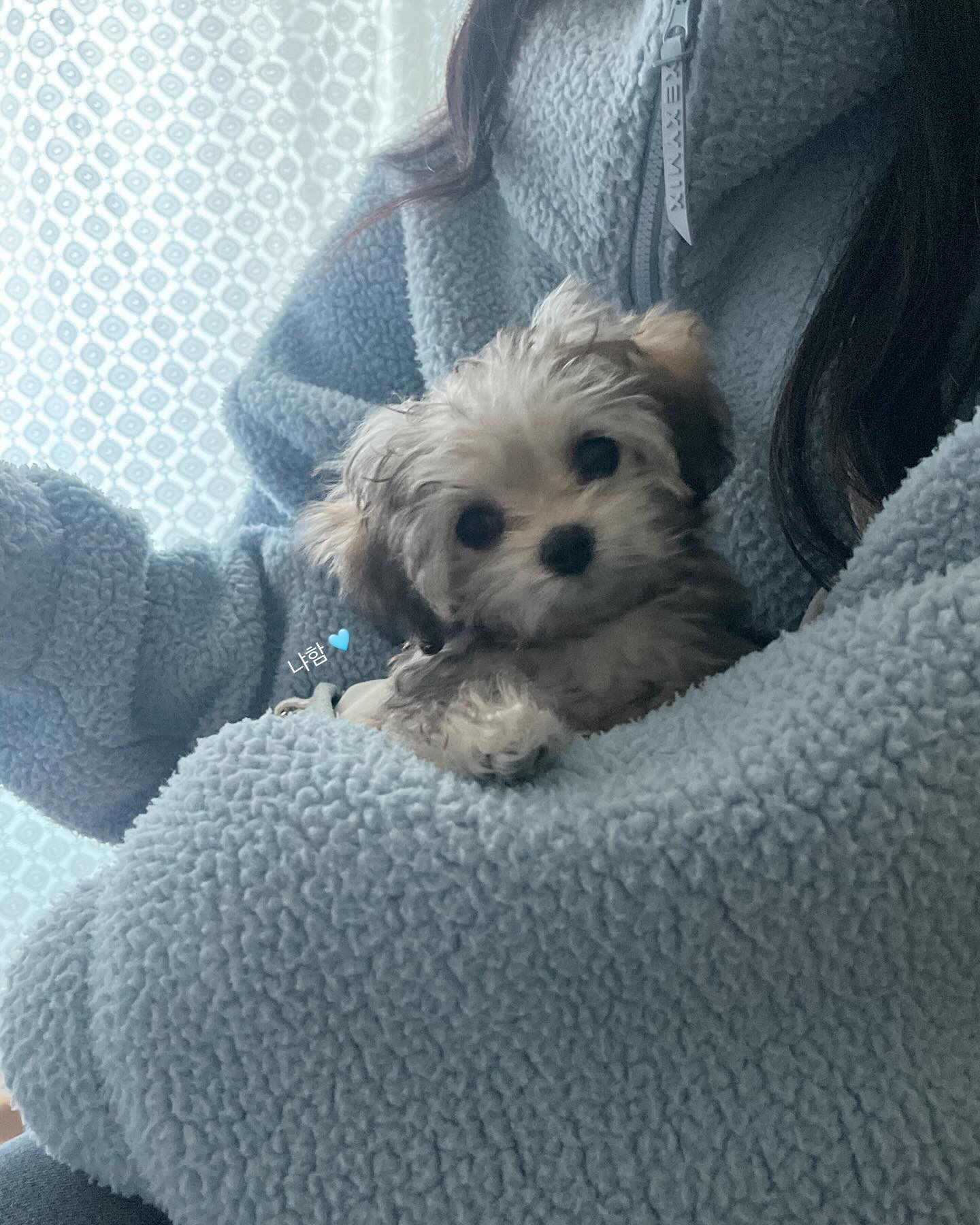 Fluffy Puppy Cuddled In Owner's Arms