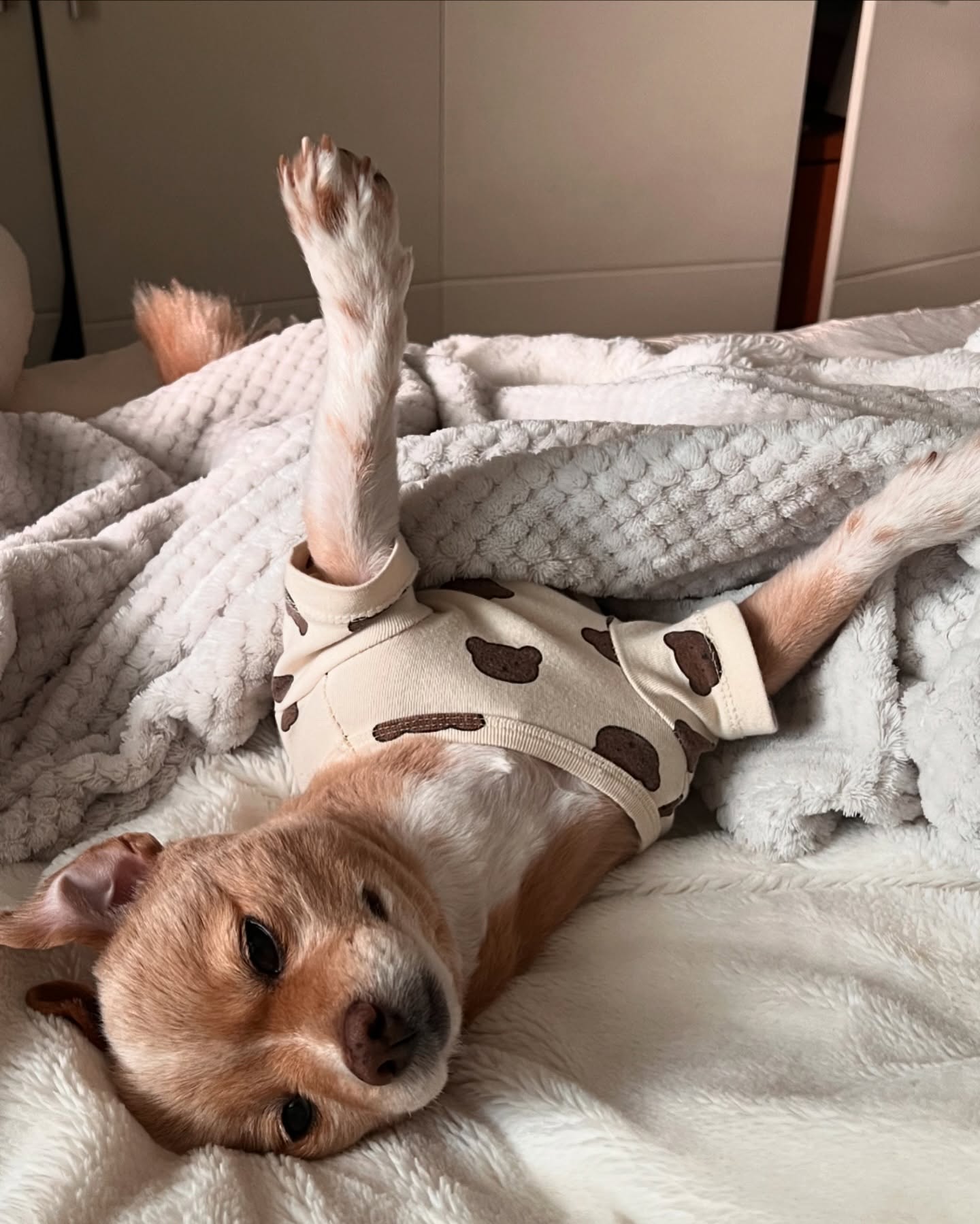 Dog in Pajamas Stretching on Bed