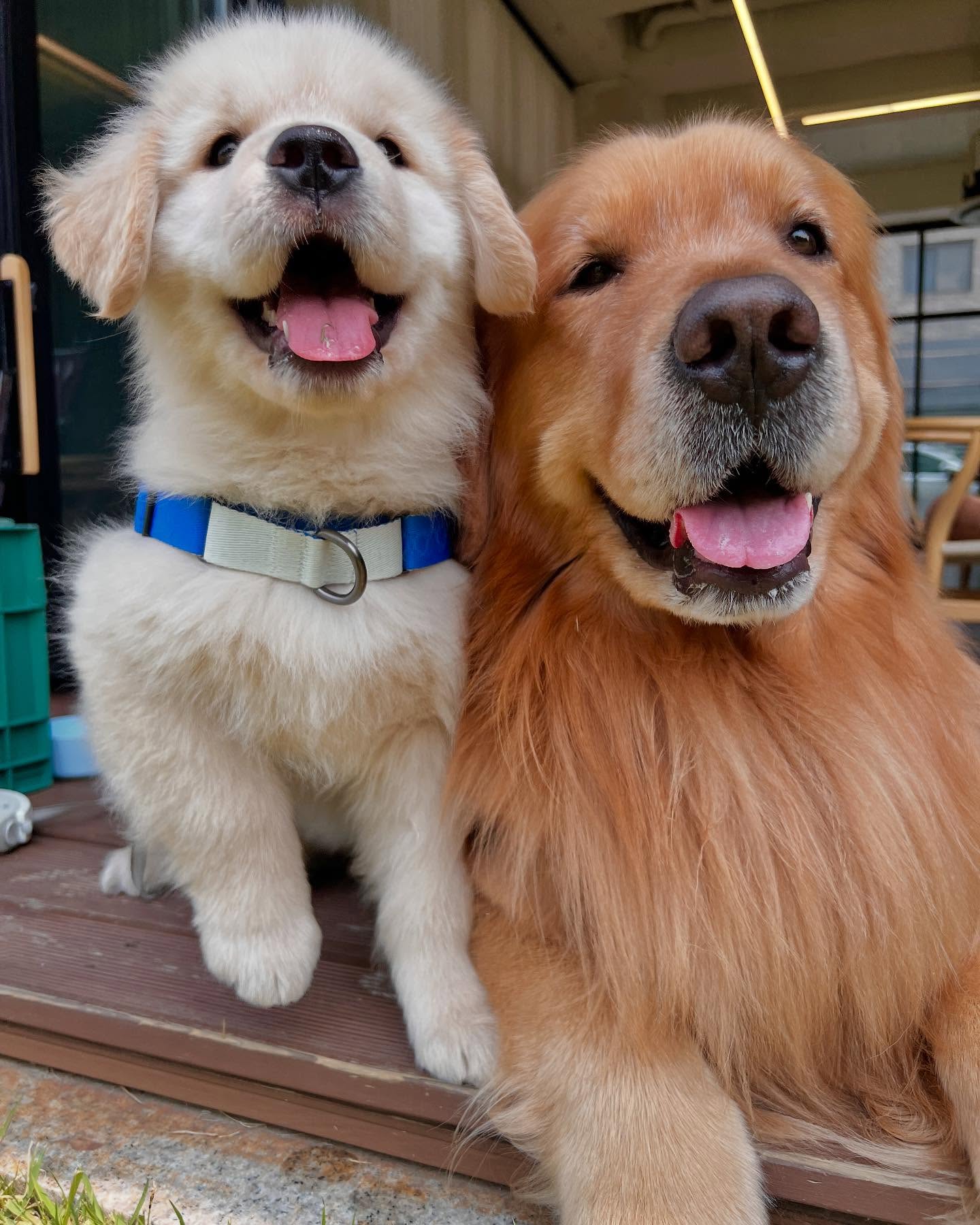 Two Golden Retrievers Together