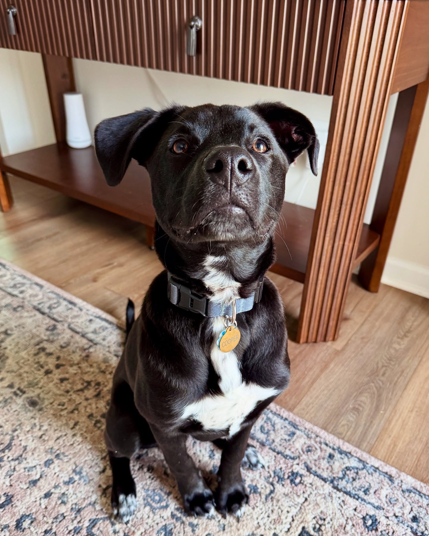 Black Dog With White Chest Sitting Indoors