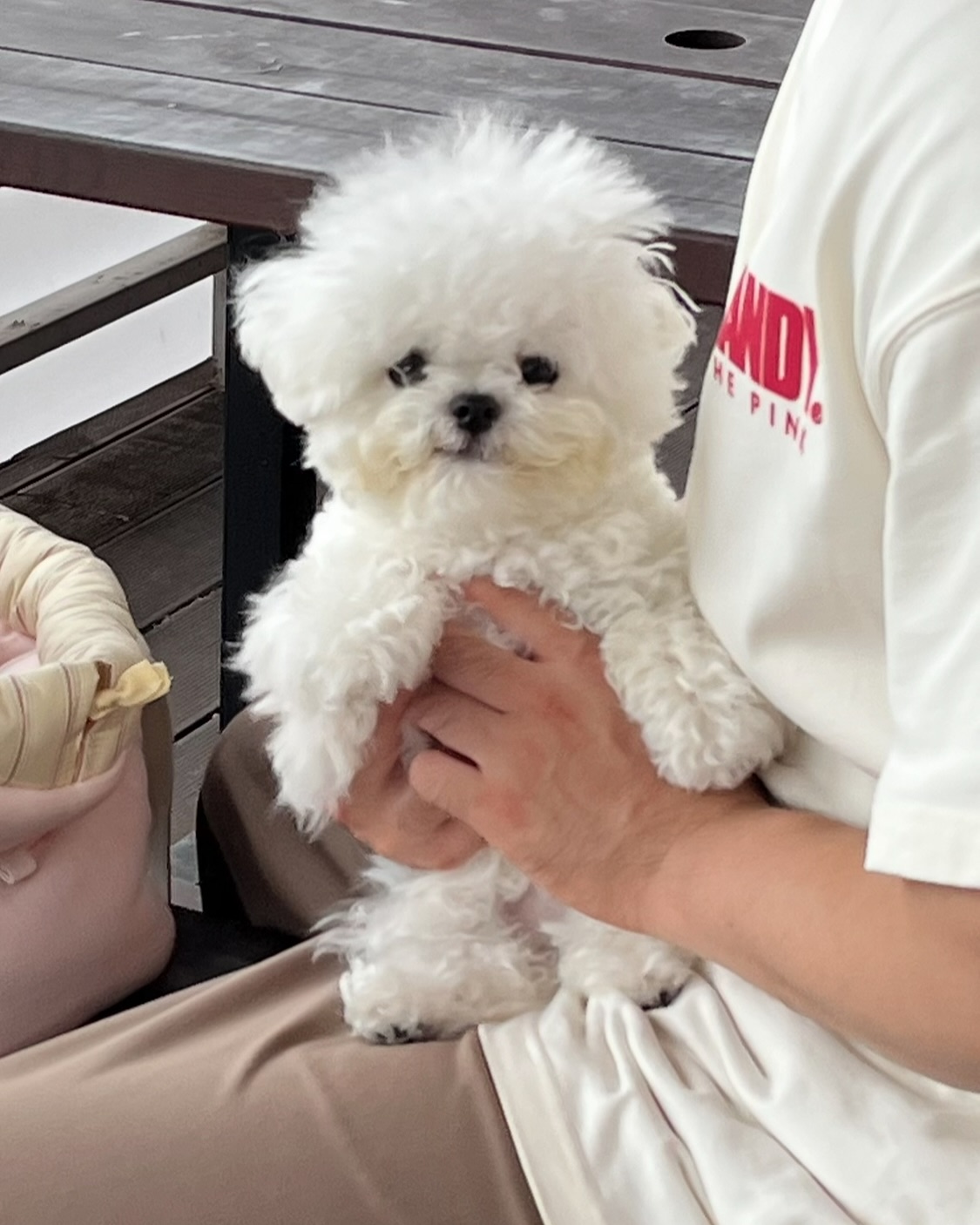 Fluffy White Puppy on Lap