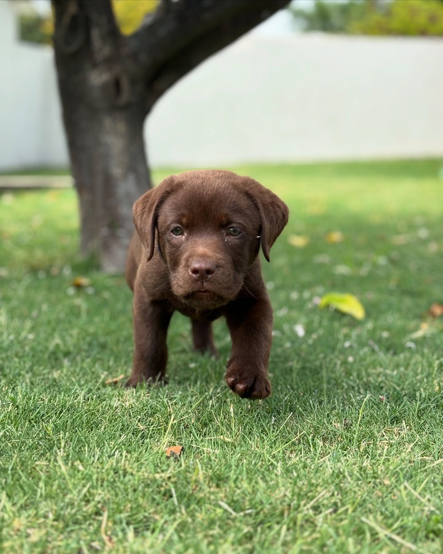 Chocolate Labrador Puppy Walking on Grass