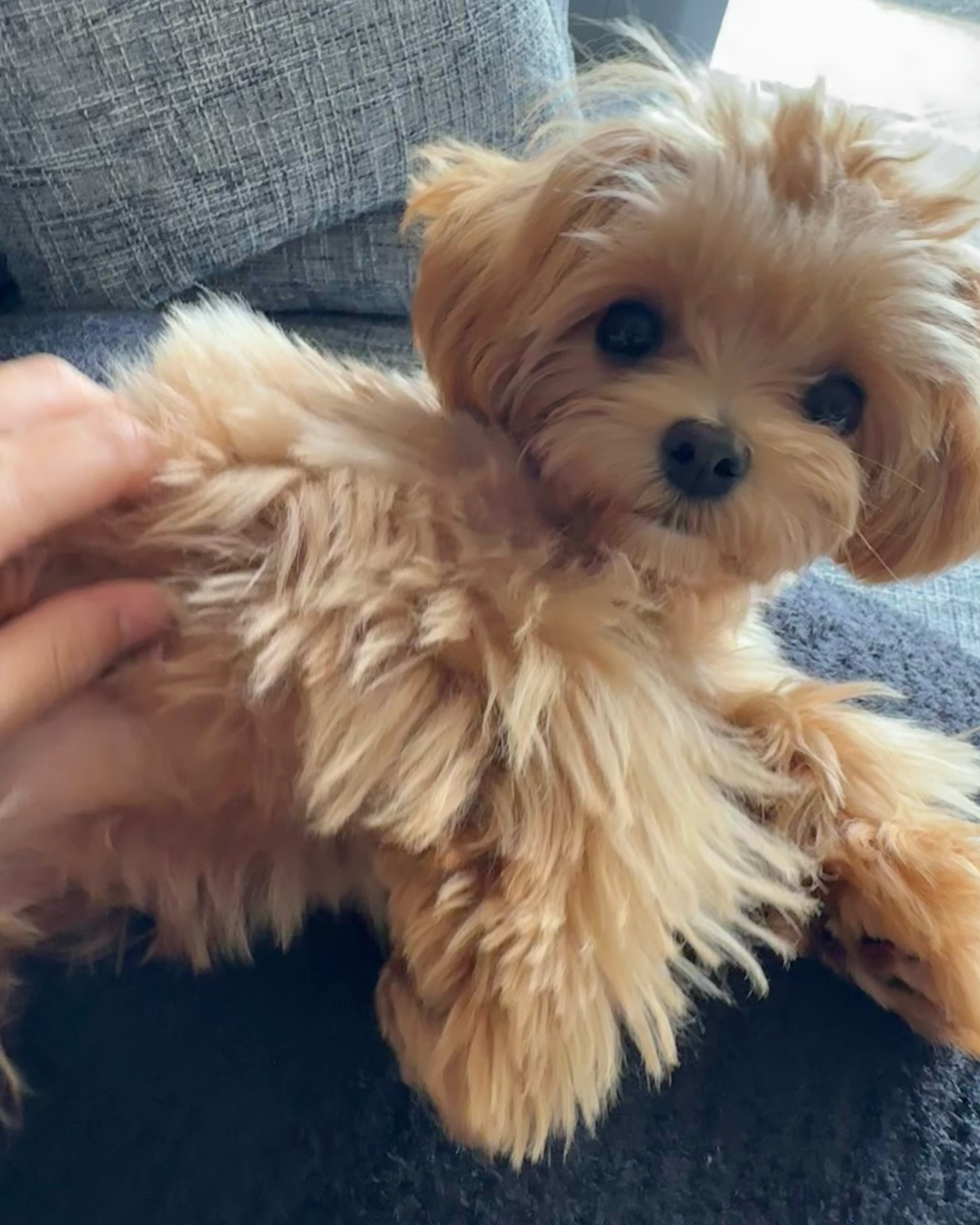 Fluffy Light Brown Puppy