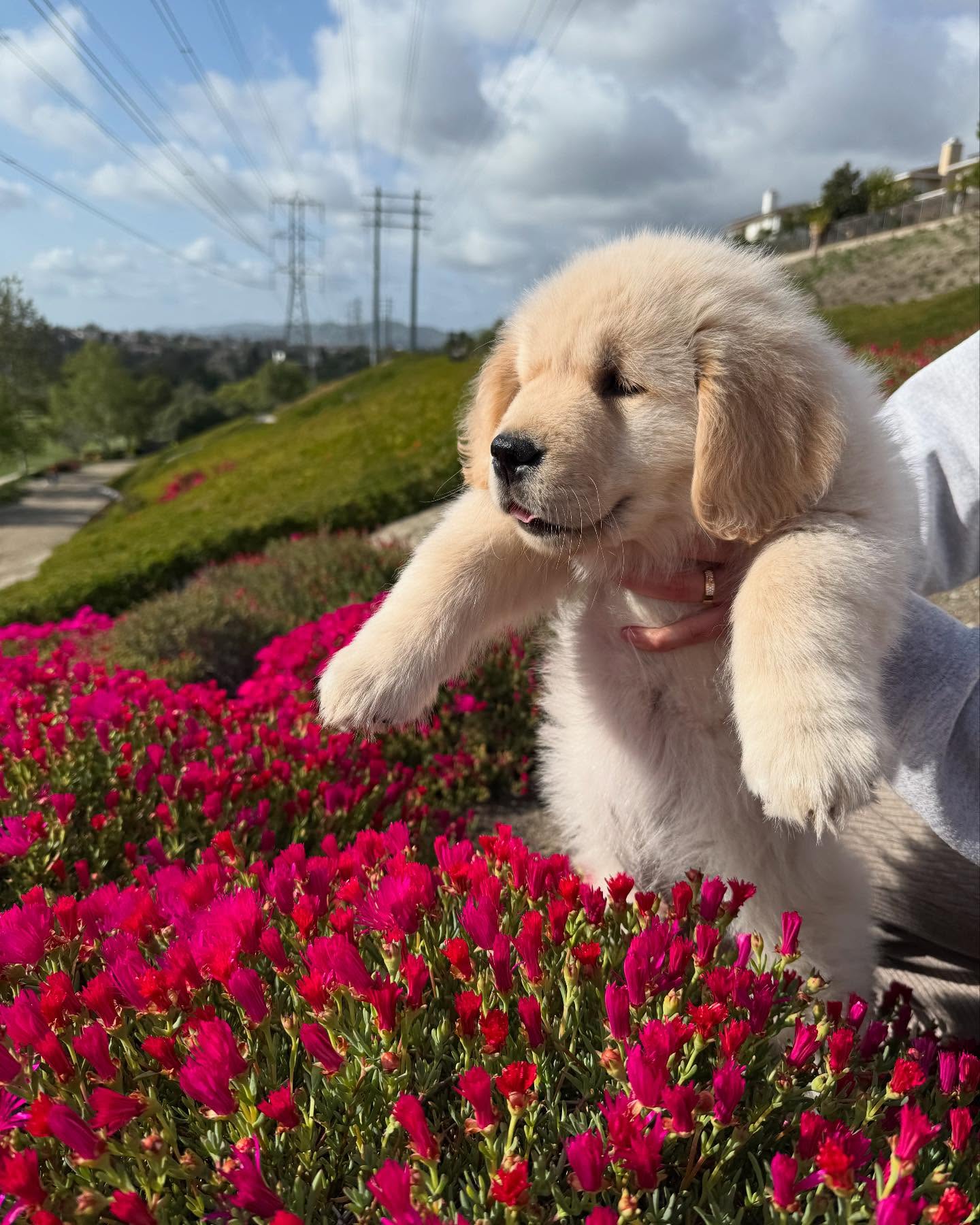 Golden Retriever Puppy Among Red Flowers
