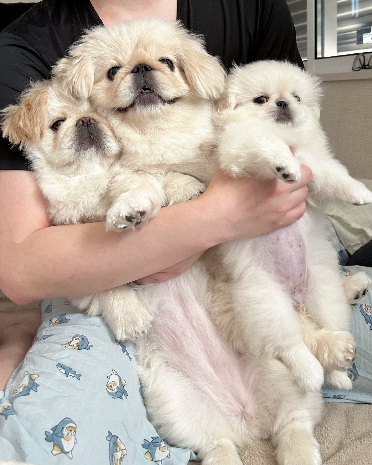 Three Fluffy Puppies Held in Arms