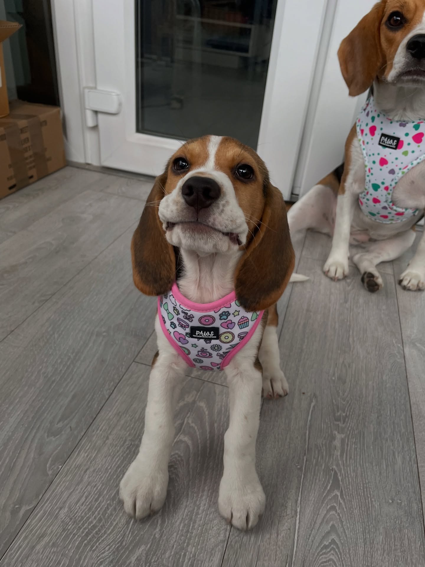 Two Beagle Dogs Wearing Patterned Harnesses