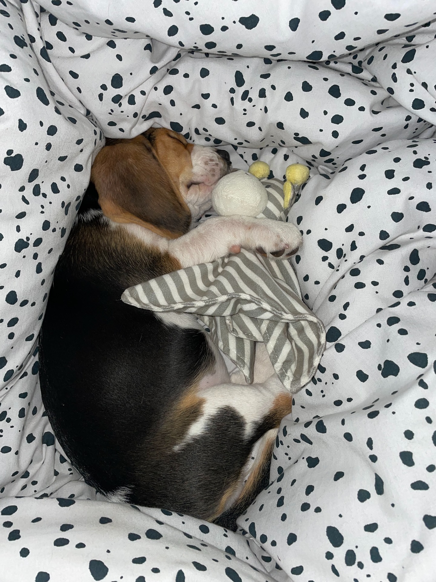 Sleeping Beagle Puppy Cuddling Stuffed Toy