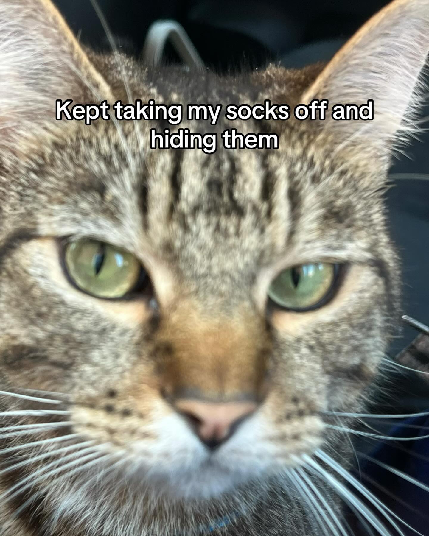Tabby Cat Hiding Socks Meme