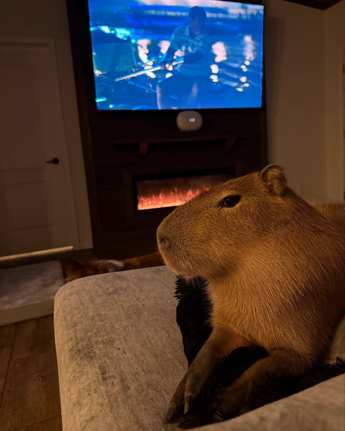 Capybara Relaxing In Cozy Living Room