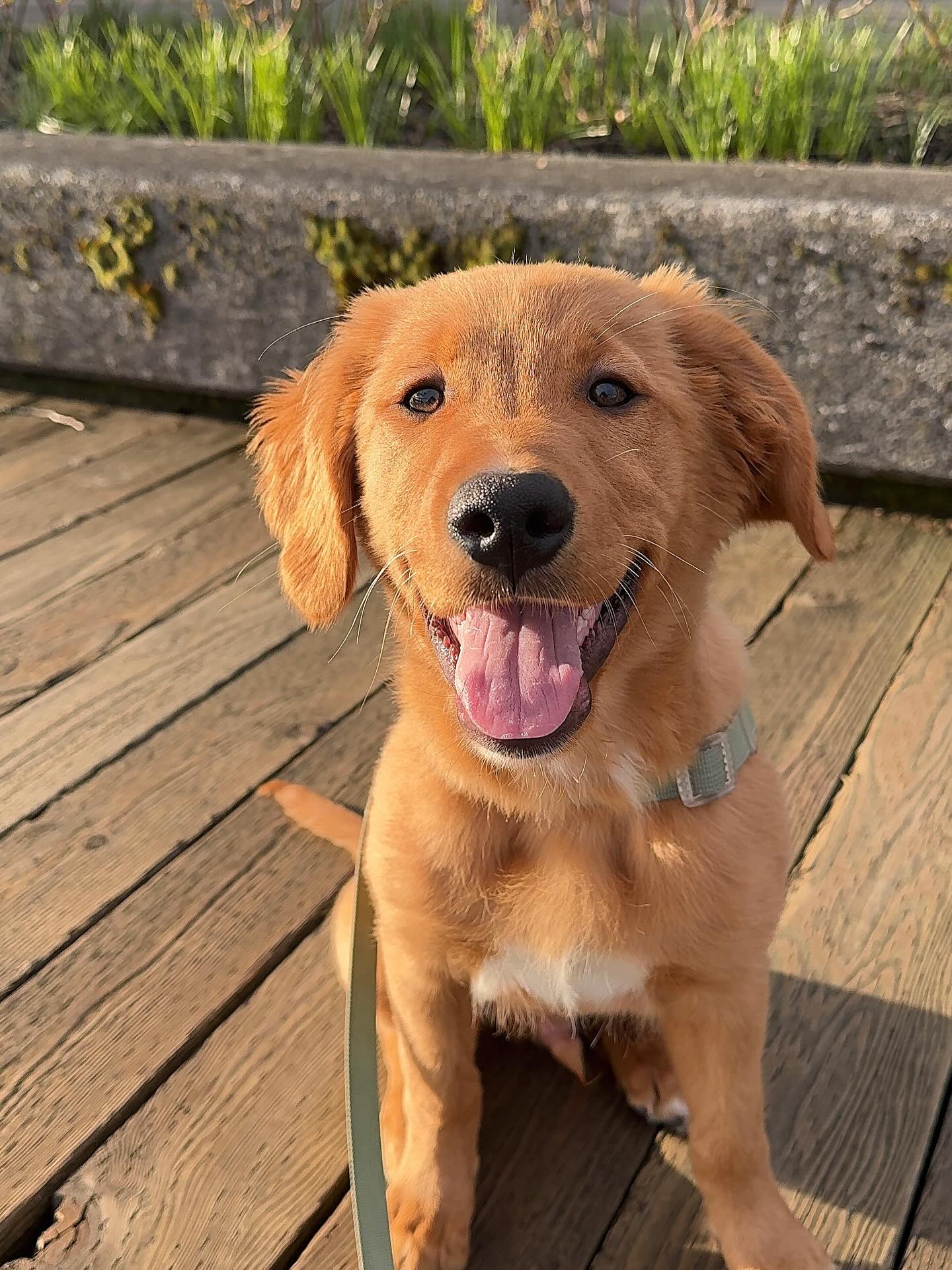 Happy Golden Retriever Puppy