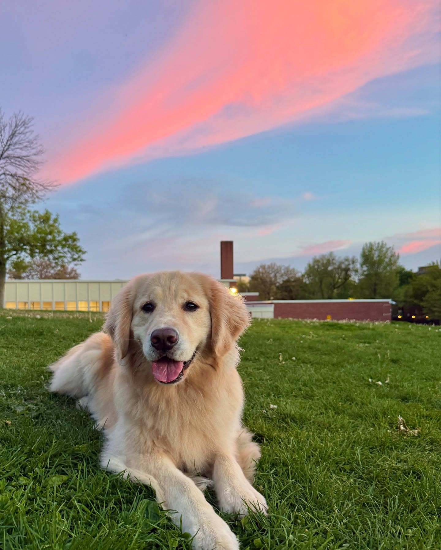 Golden Retriever at Sunset