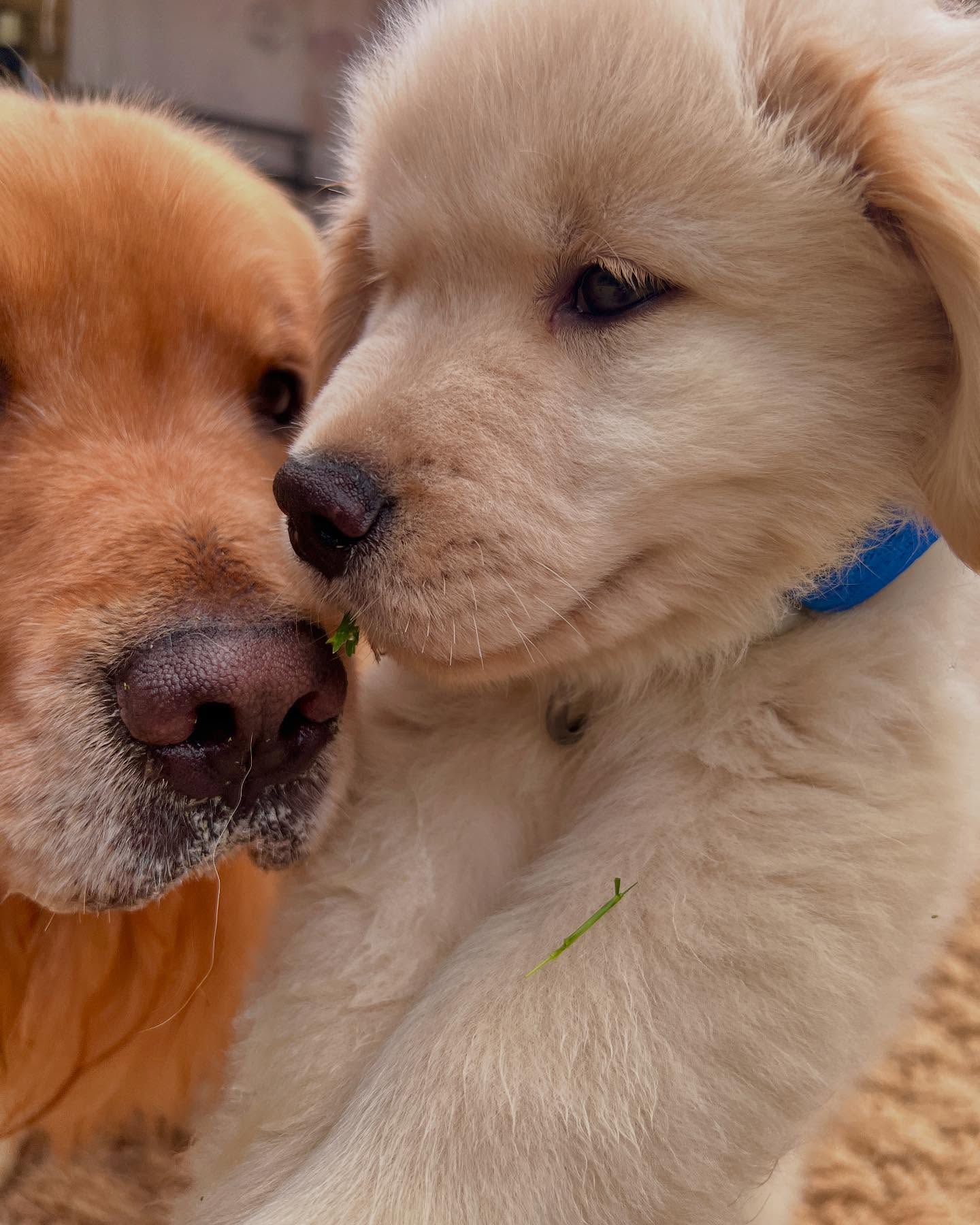 Two Golden Retrievers Close Up