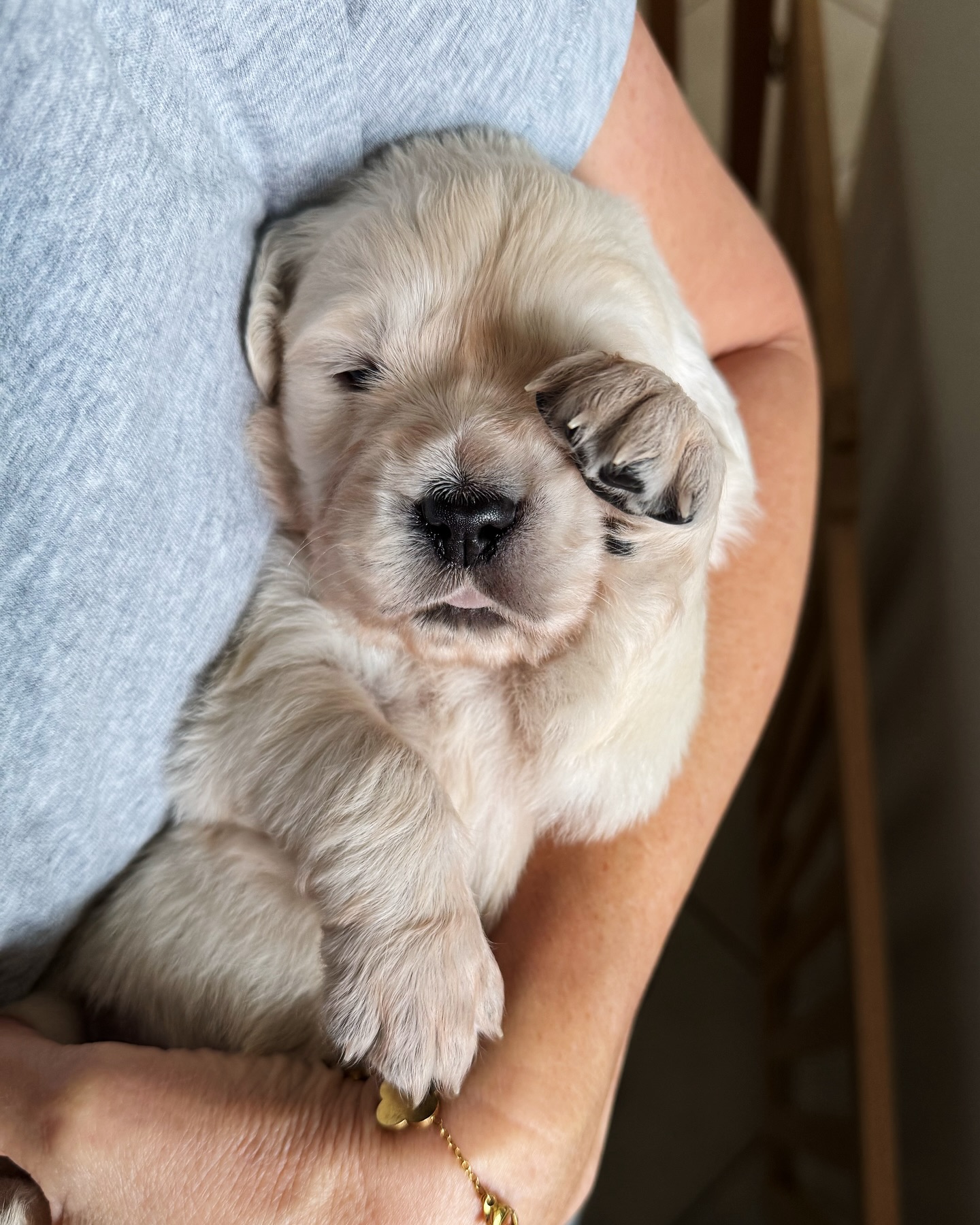 Sleepy Golden Retriever Puppy In Arms