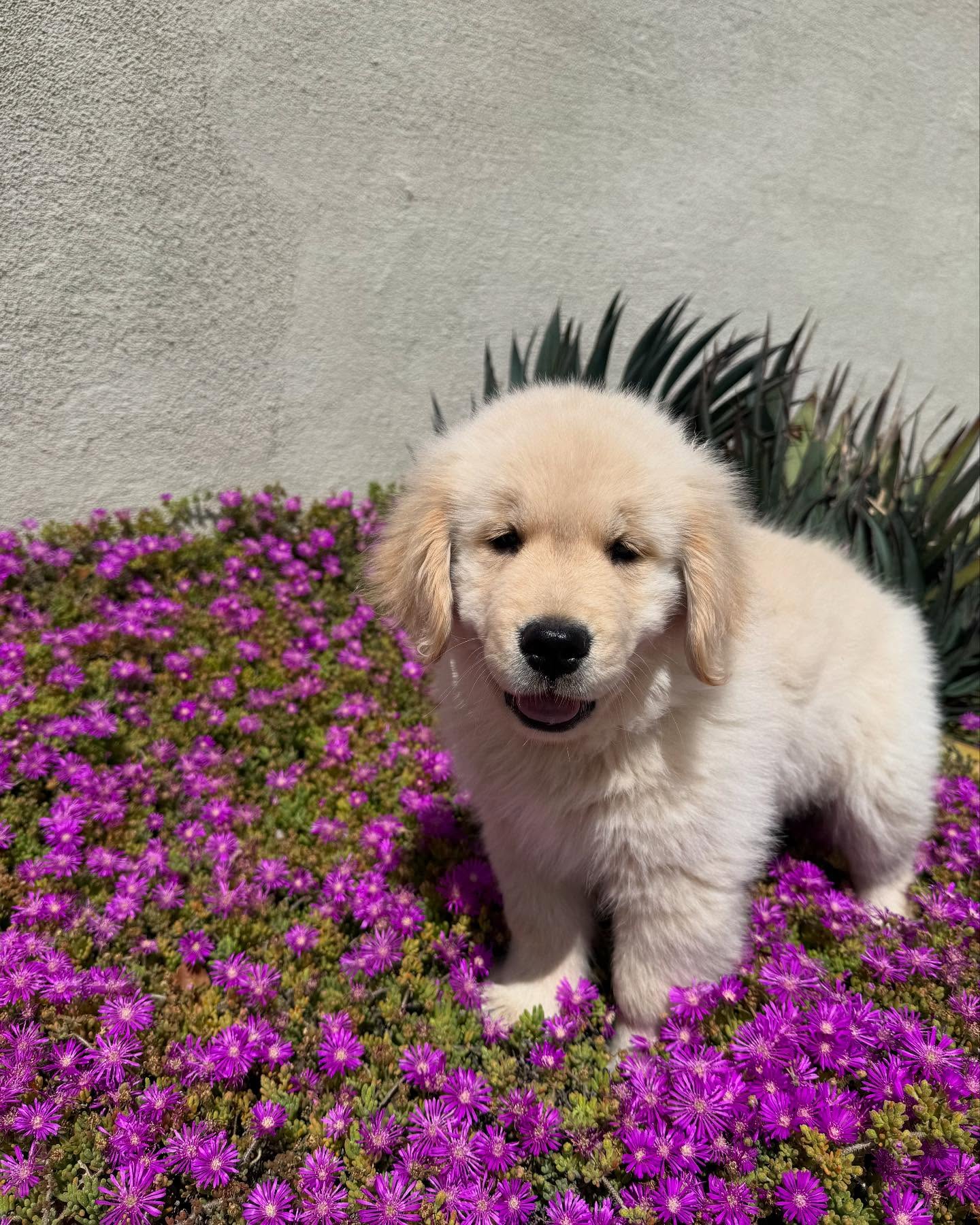Golden Retriever Puppy Among Purple Flowers