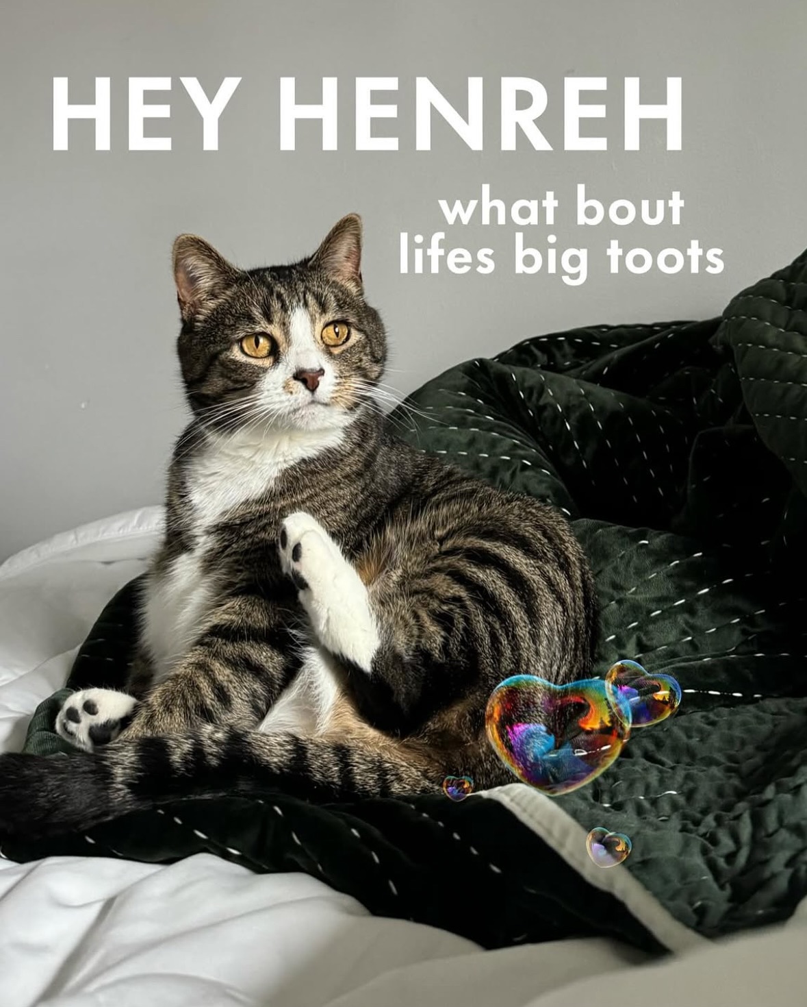 Life Big Toots Cat Meme
