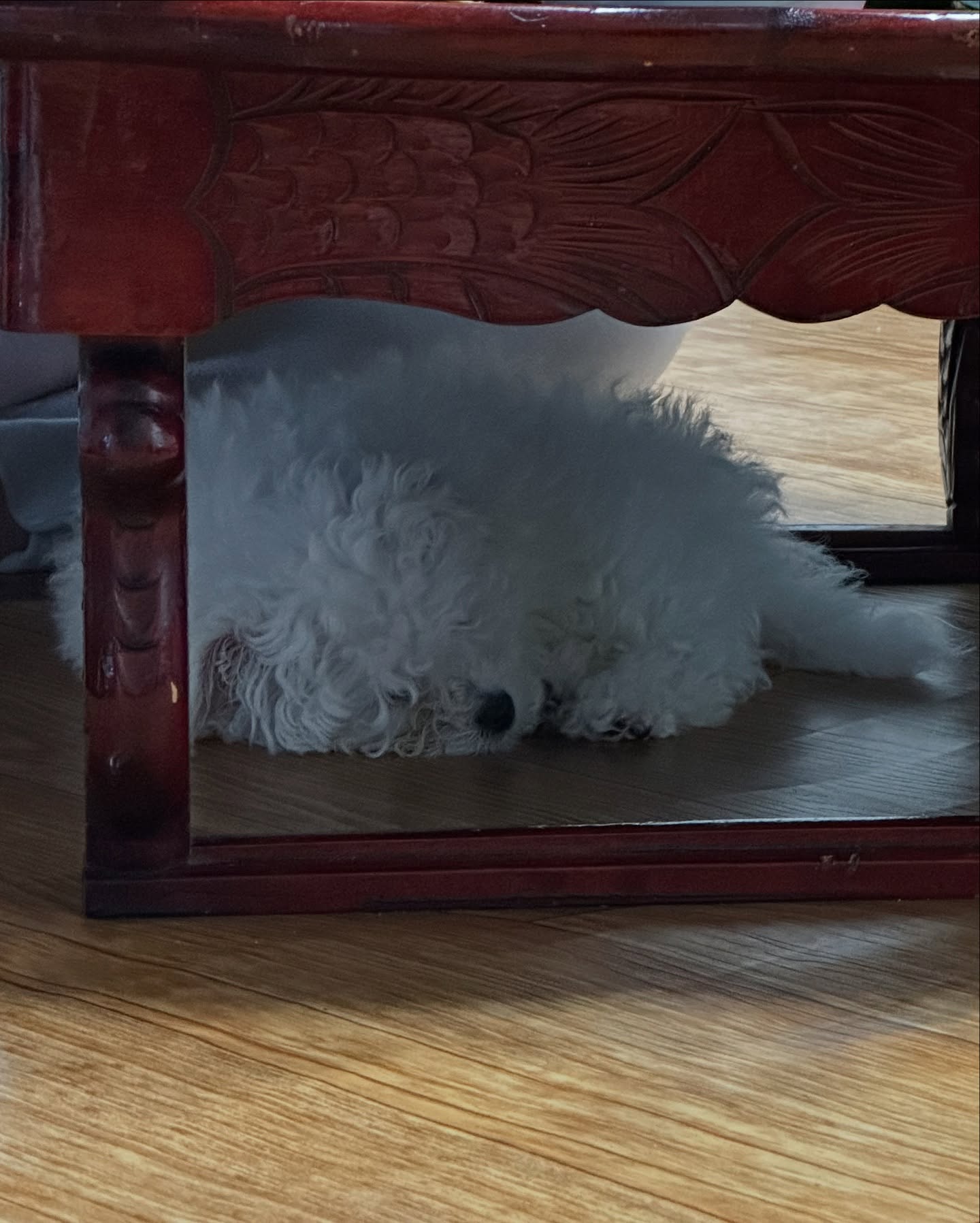 Fluffy White Dog Resting Under Table