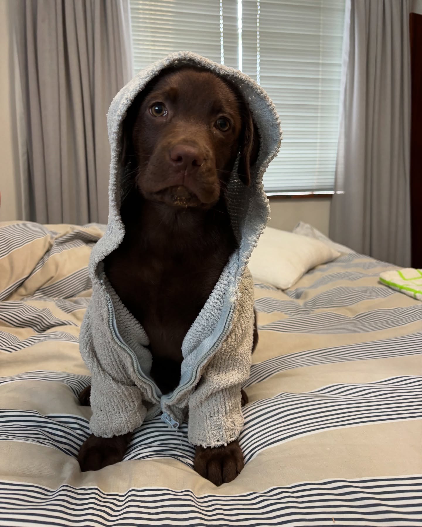 Chocolate Labrador Puppy In Hoodie