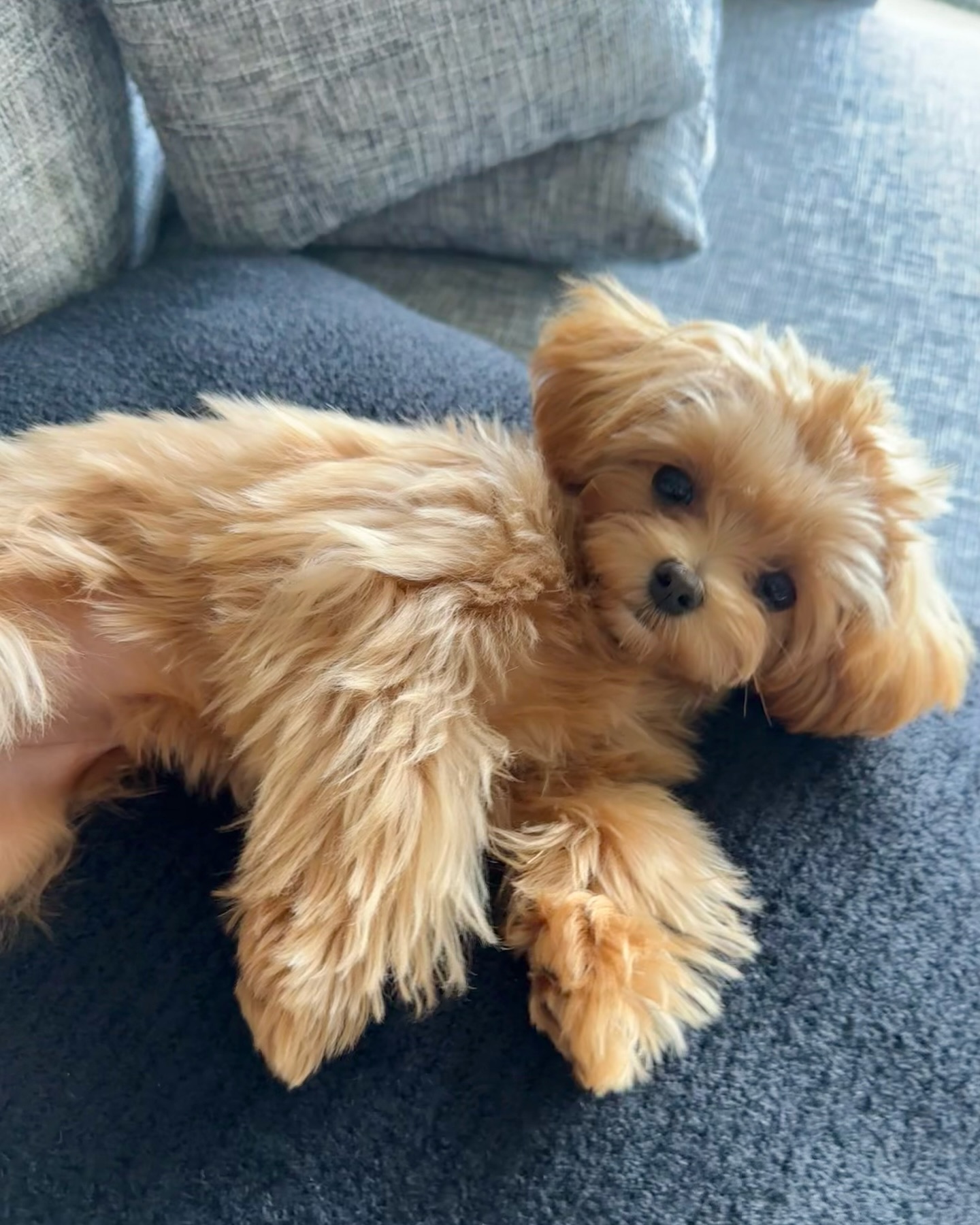 Fluffy Tan Puppy Lying on Couch