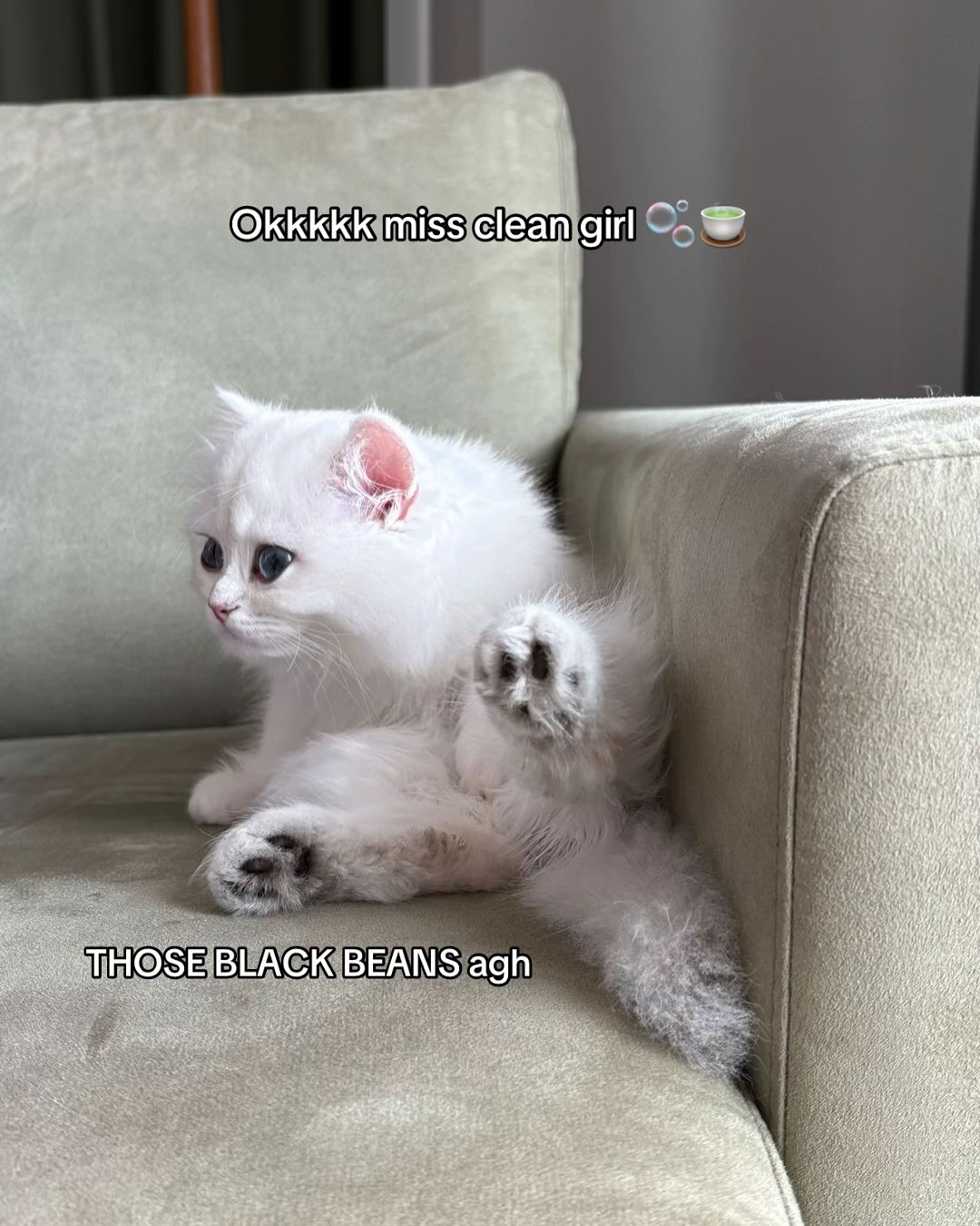 Fluffy White Cat Meme