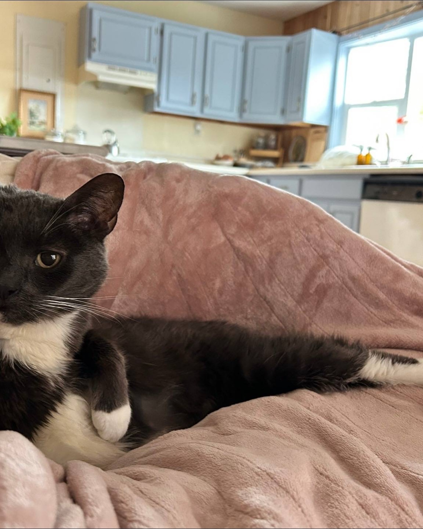 Black and White Cat Resting on Blanket
