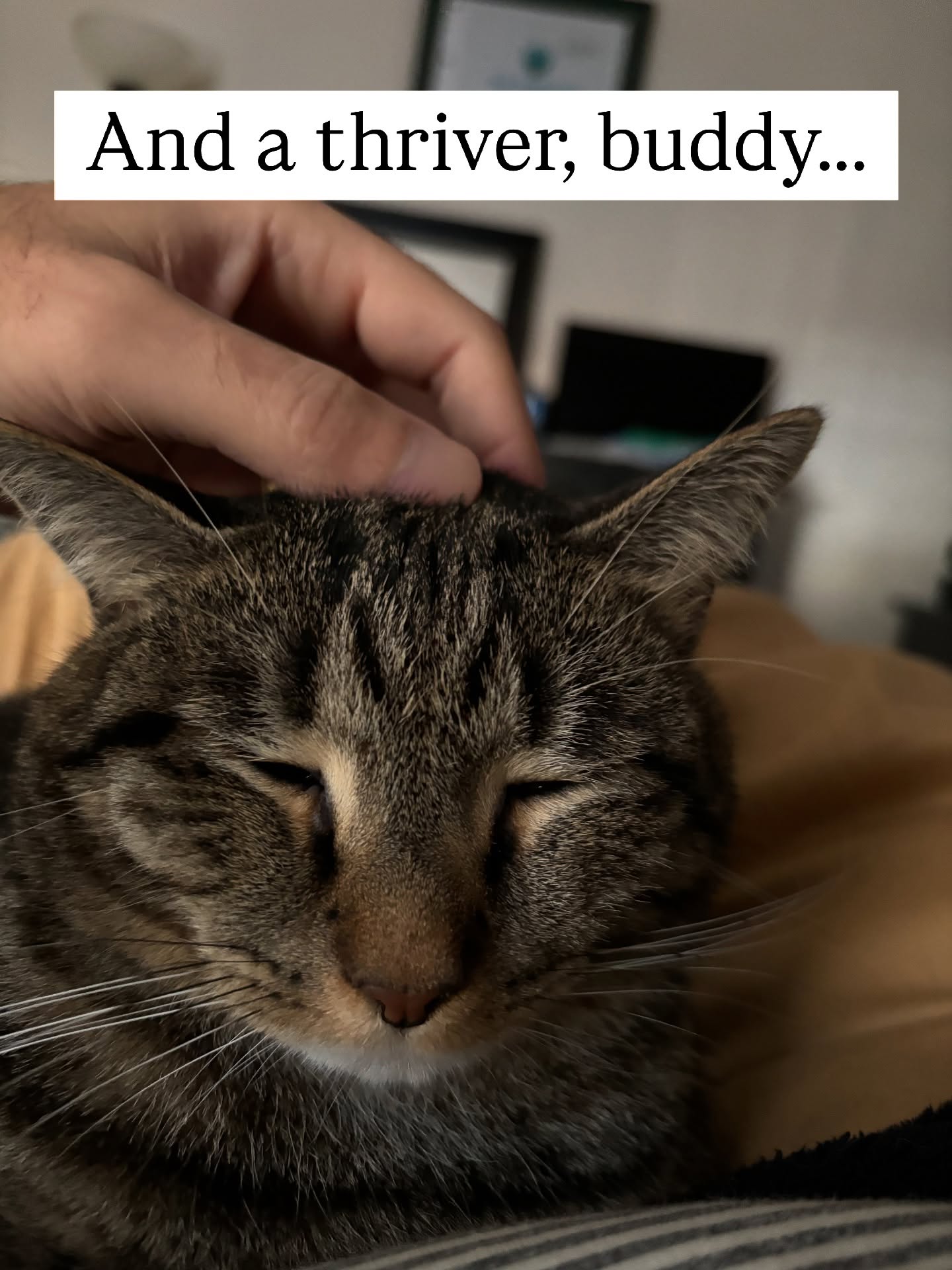 Hand Petting Relaxed Tabby Cat
