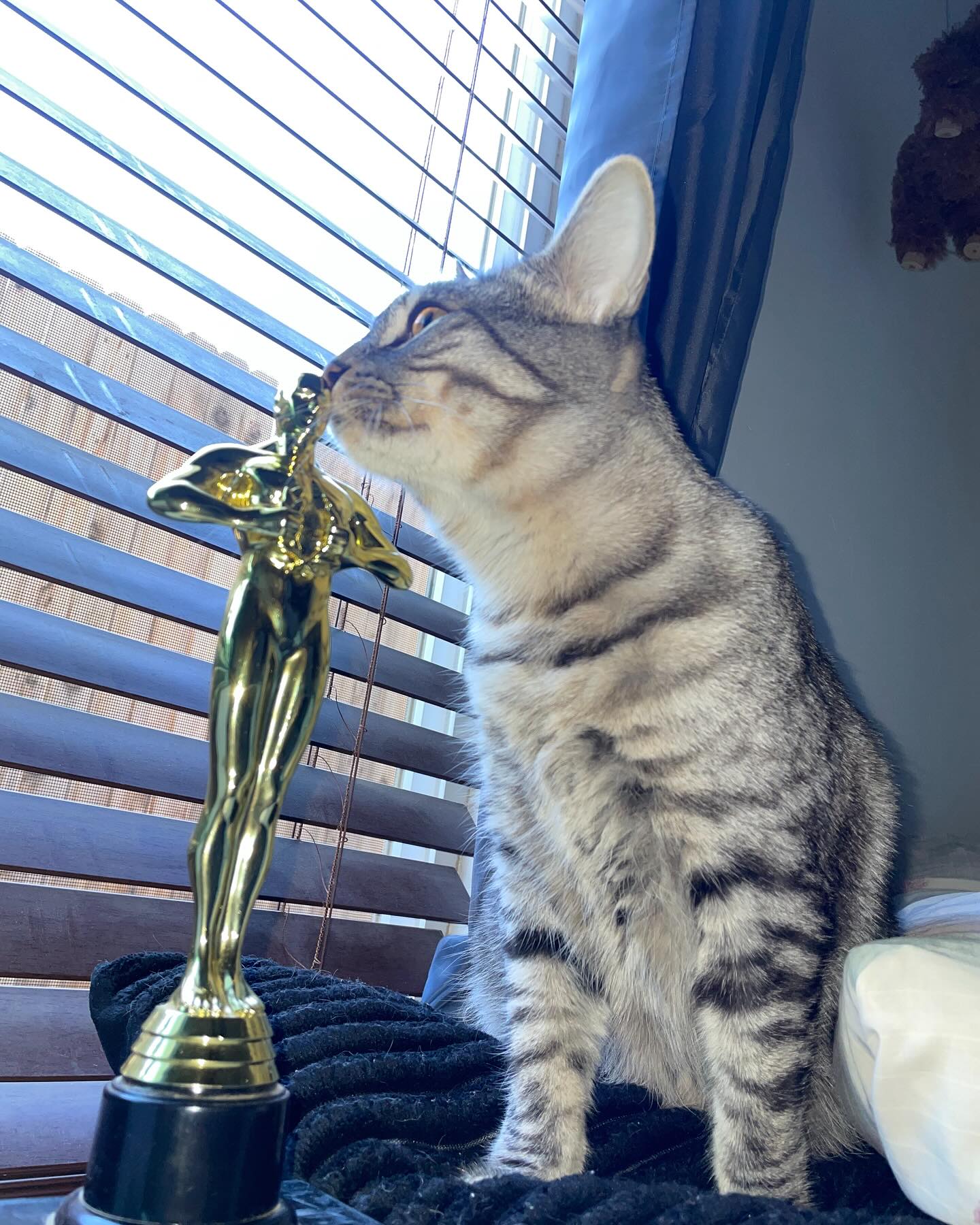 Tabby Cat Sniffing Gold Trophy