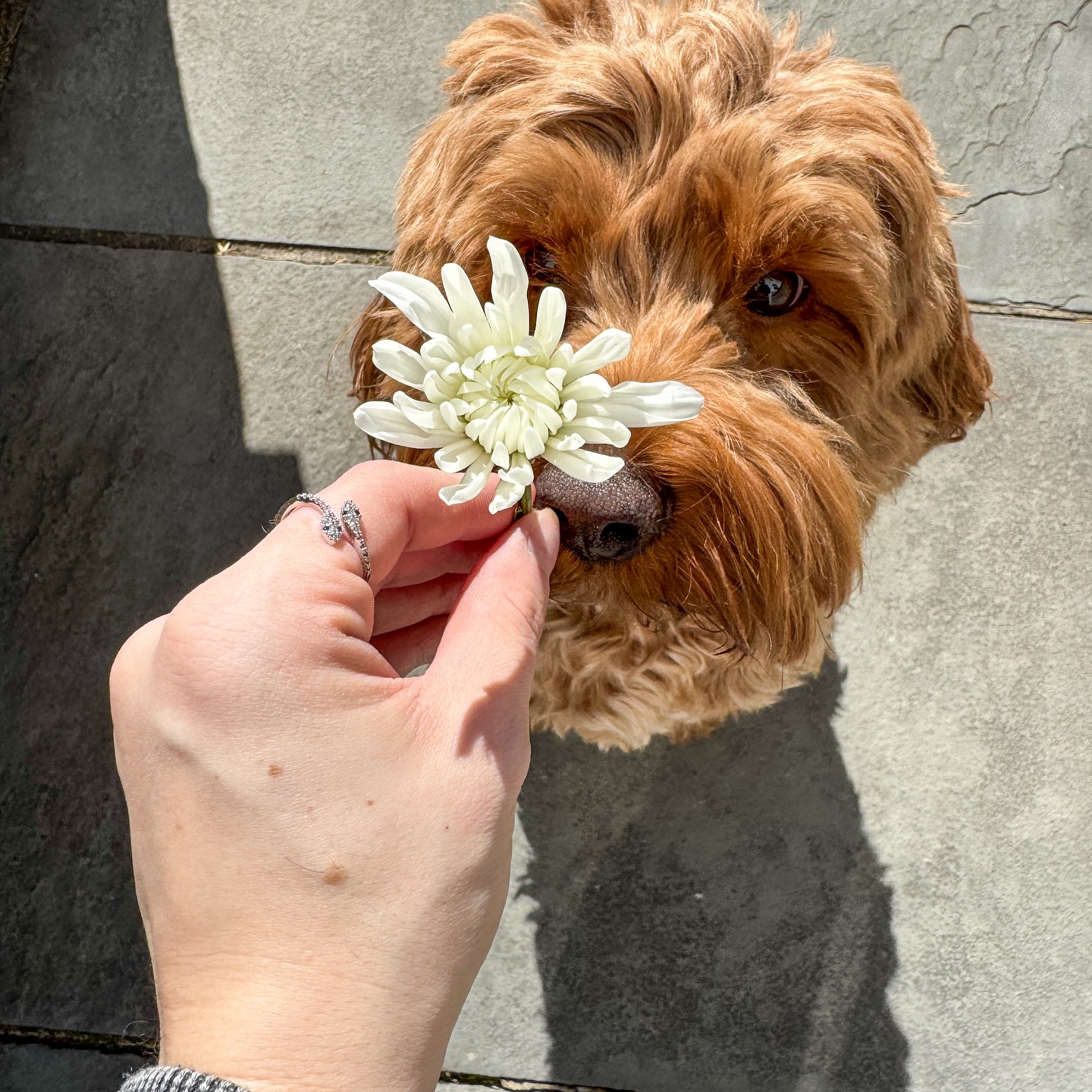 Image 6795 — Pets