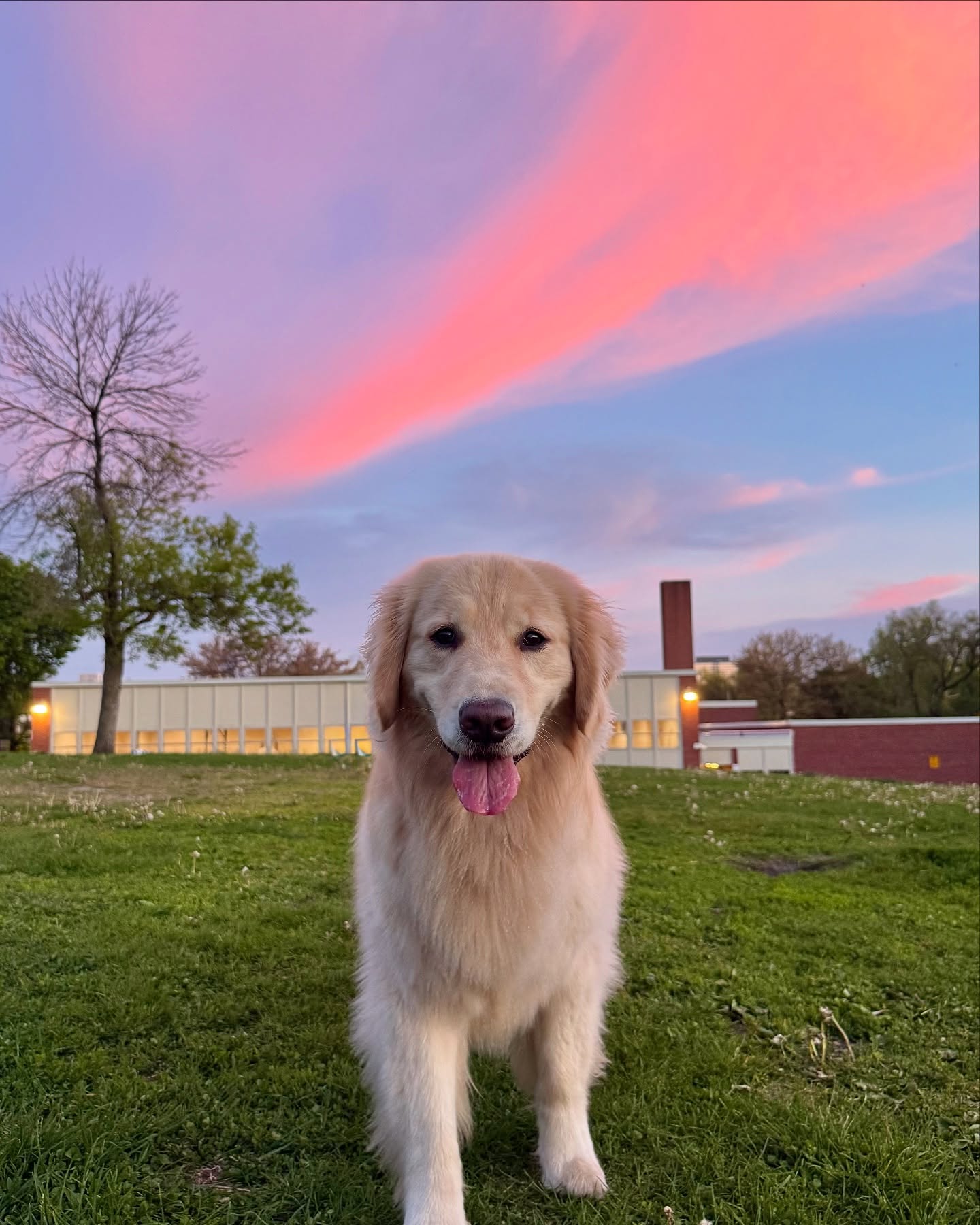 Golden Retriever at Sunset