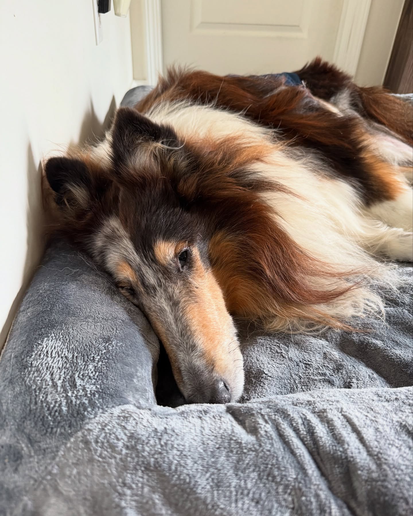 Sleeping Rough Collie on Dog Bed