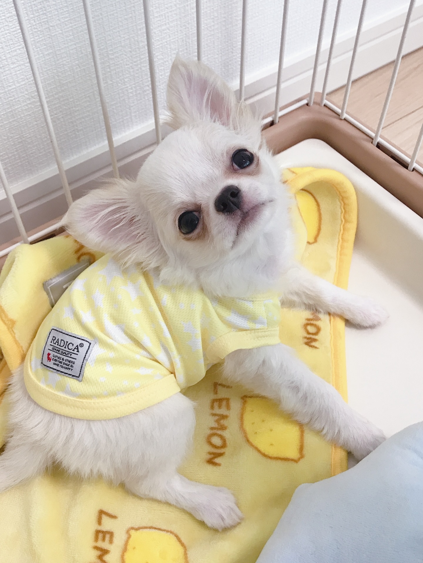 White Chihuahua in Yellow Shirt Resting in Crate