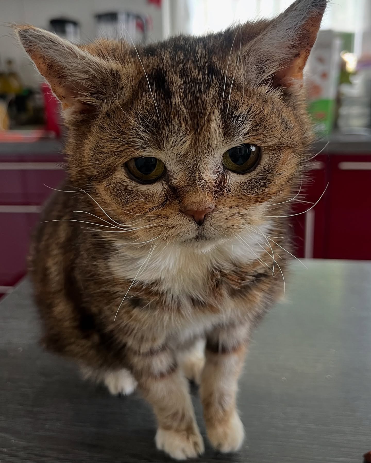 Brown Tabby Kitten On Kitchen Table
